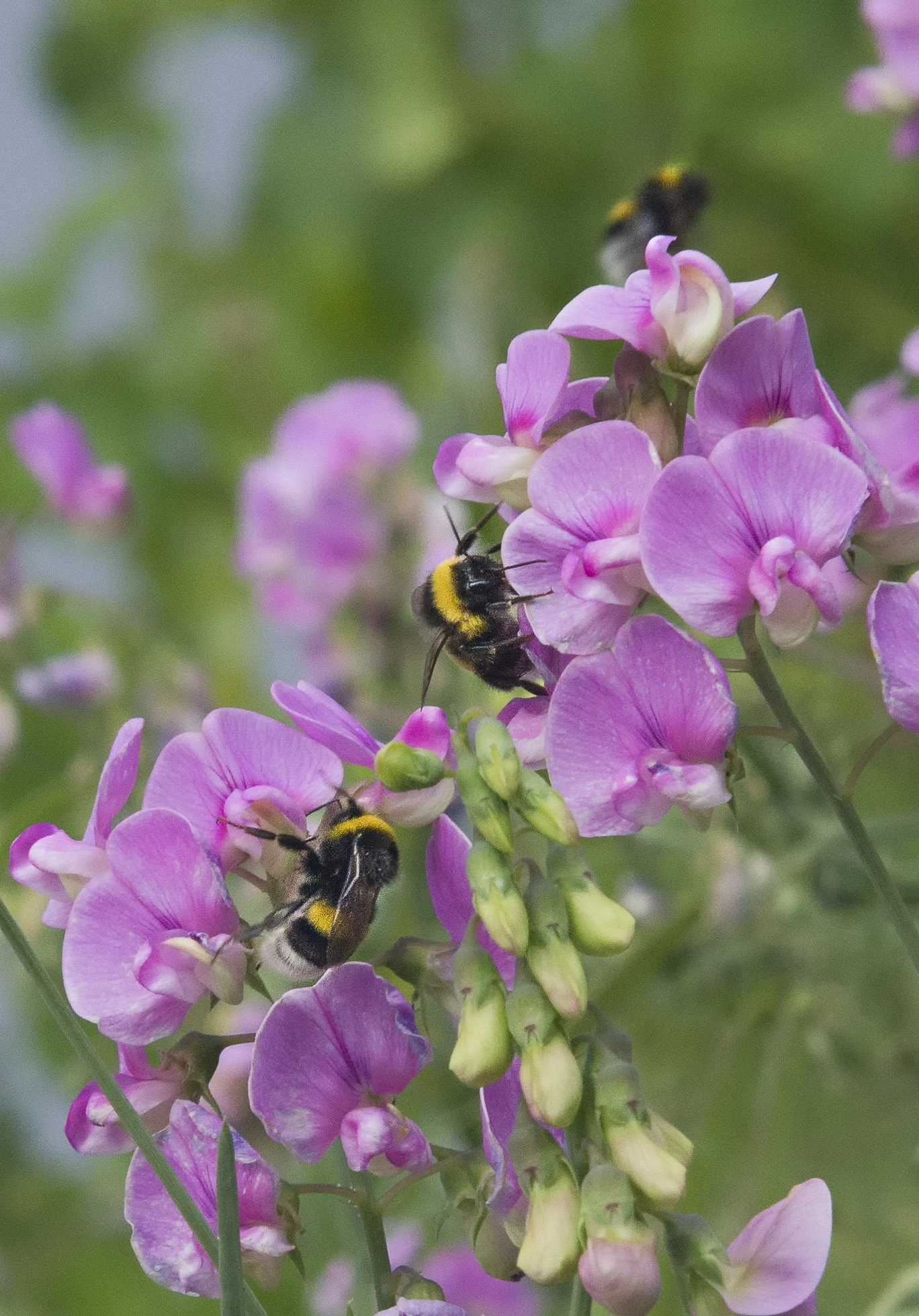 Pentax K-5 sample photo. Il bombo photography