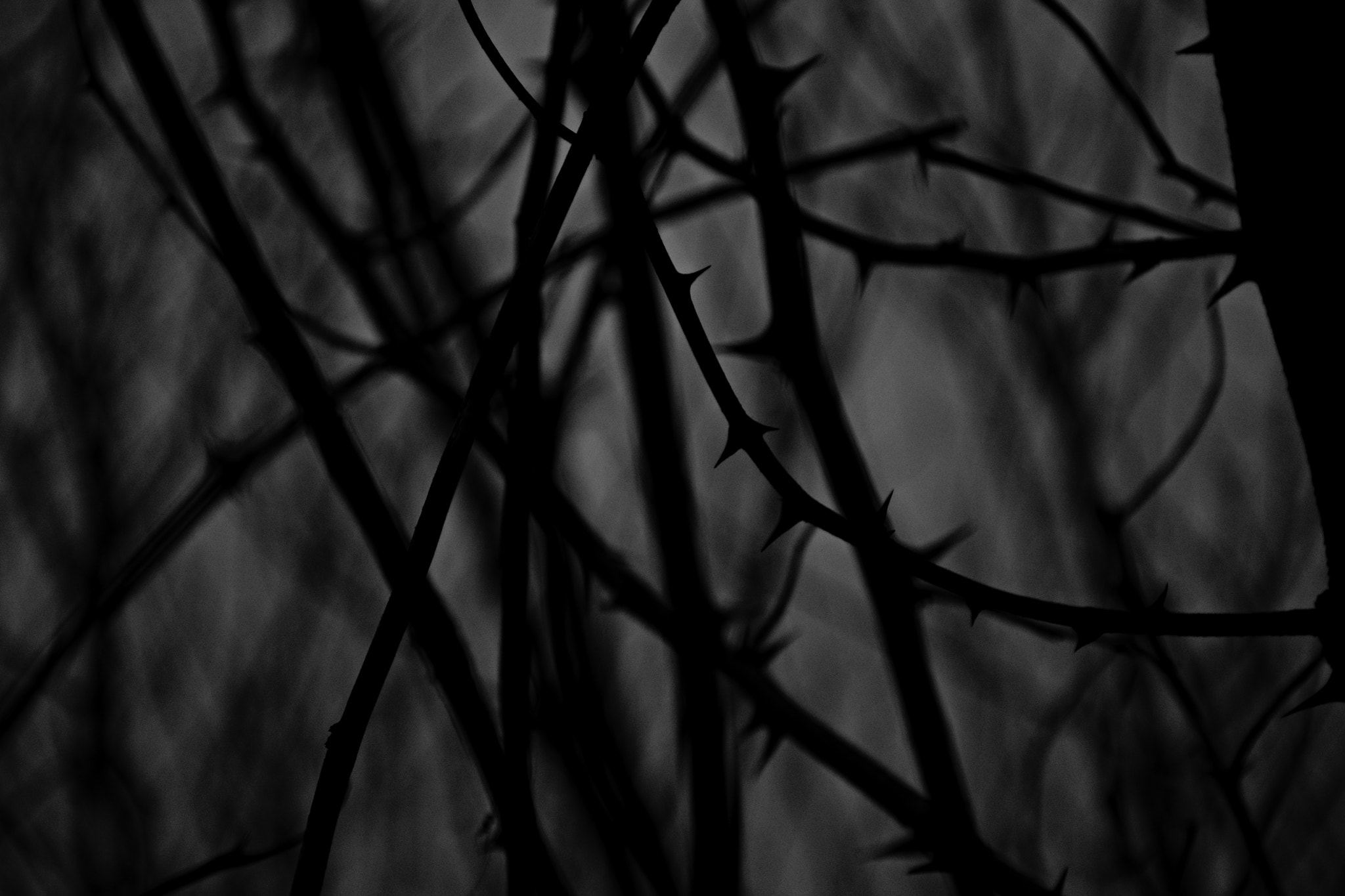 18.00 - 105.00 mm f/3.5 - 5.6 sample photo. Thurisaz / thorns photography