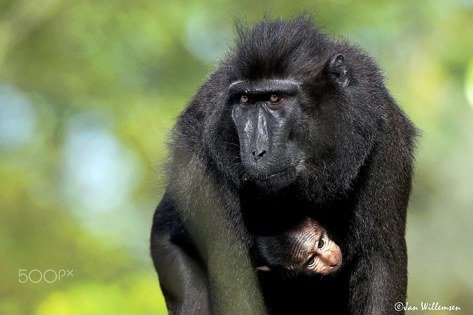 Canon EF 300mm F2.8L IS II USM sample photo. Crested black macaque photography
