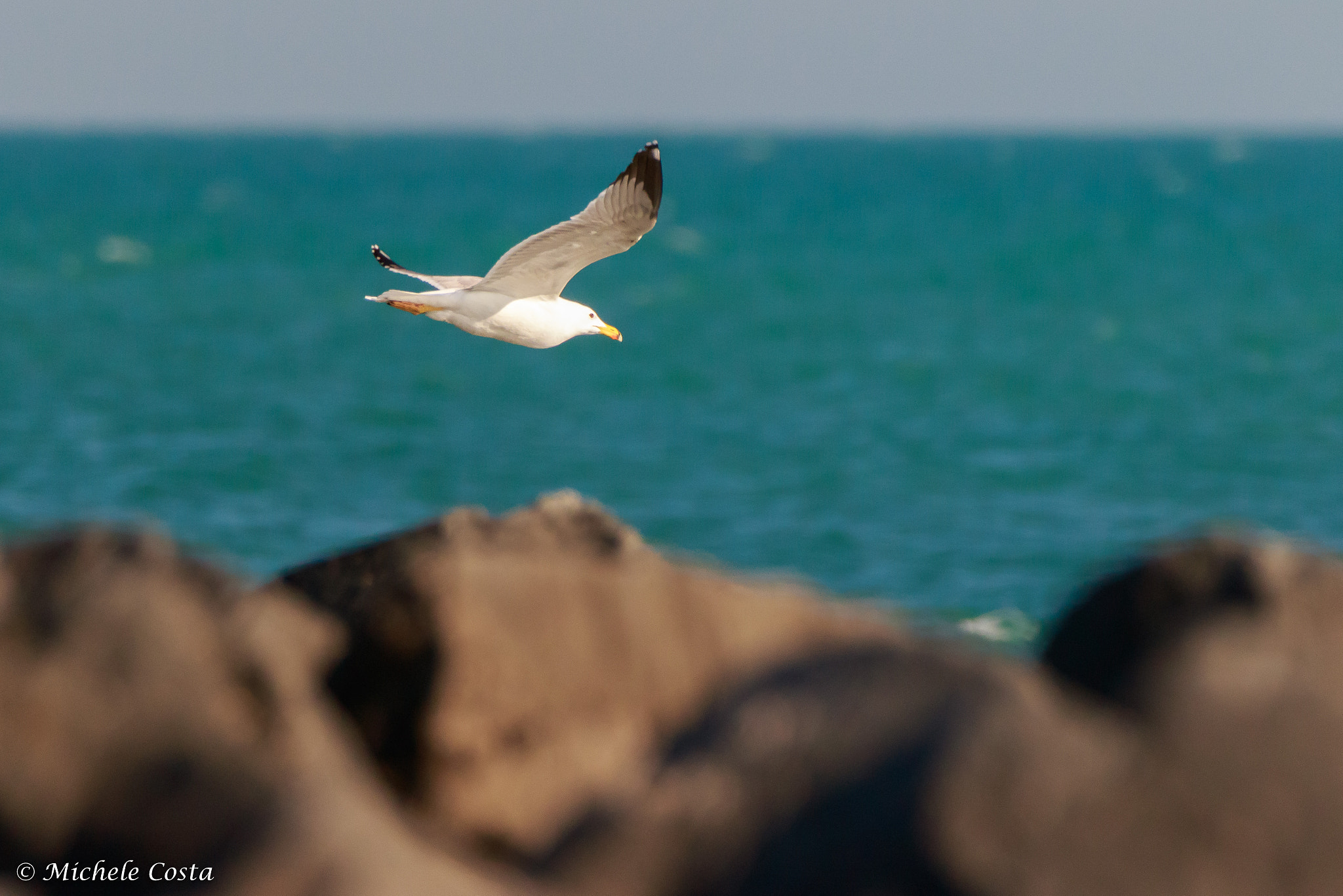 Canon EOS 7D Mark II + Canon EF 70-200mm F2.8L IS II USM sample photo. Flying photography