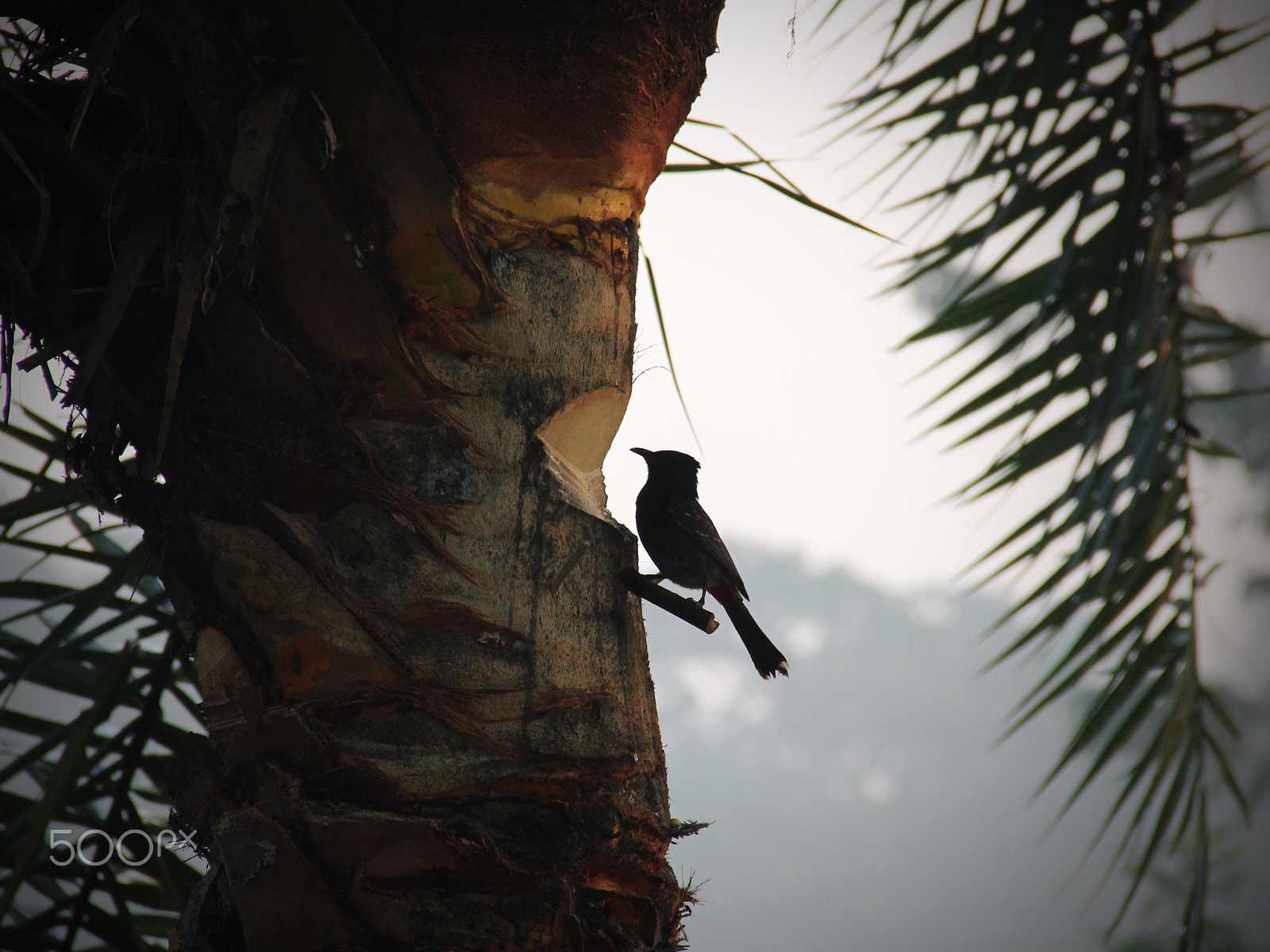 Canon EF-S 18-135mm F3.5-5.6 IS sample photo. Bird photography