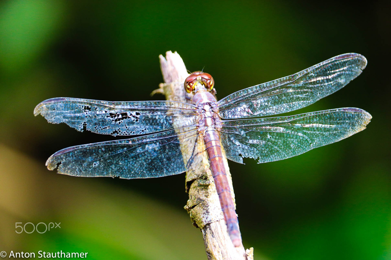 Canon EF-S 55-250mm F4-5.6 IS STM sample photo. 8.jpg photography