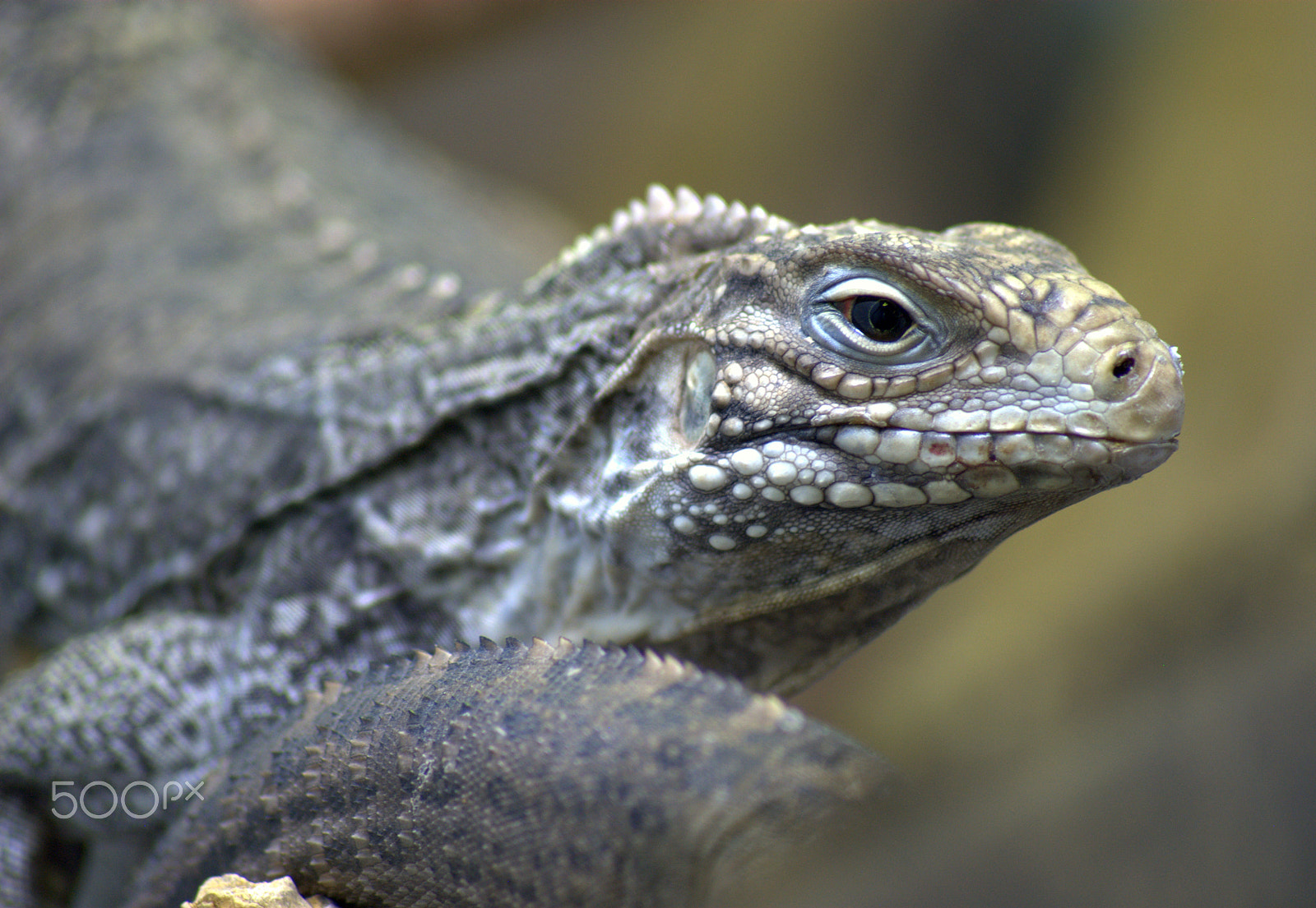 Sigma 70-300mm F4-5.6 APO DG Macro sample photo. Iguana photography