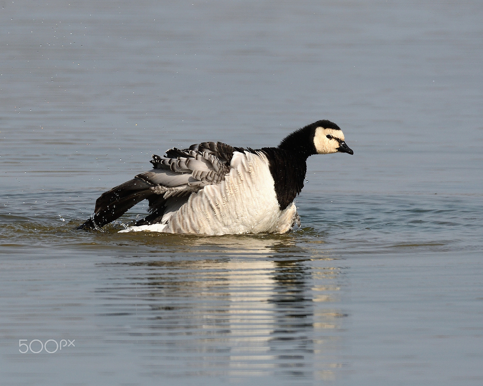 Nikon D500 + Sigma 150-600mm F5-6.3 DG OS HSM | S sample photo. Il bagnetto photography