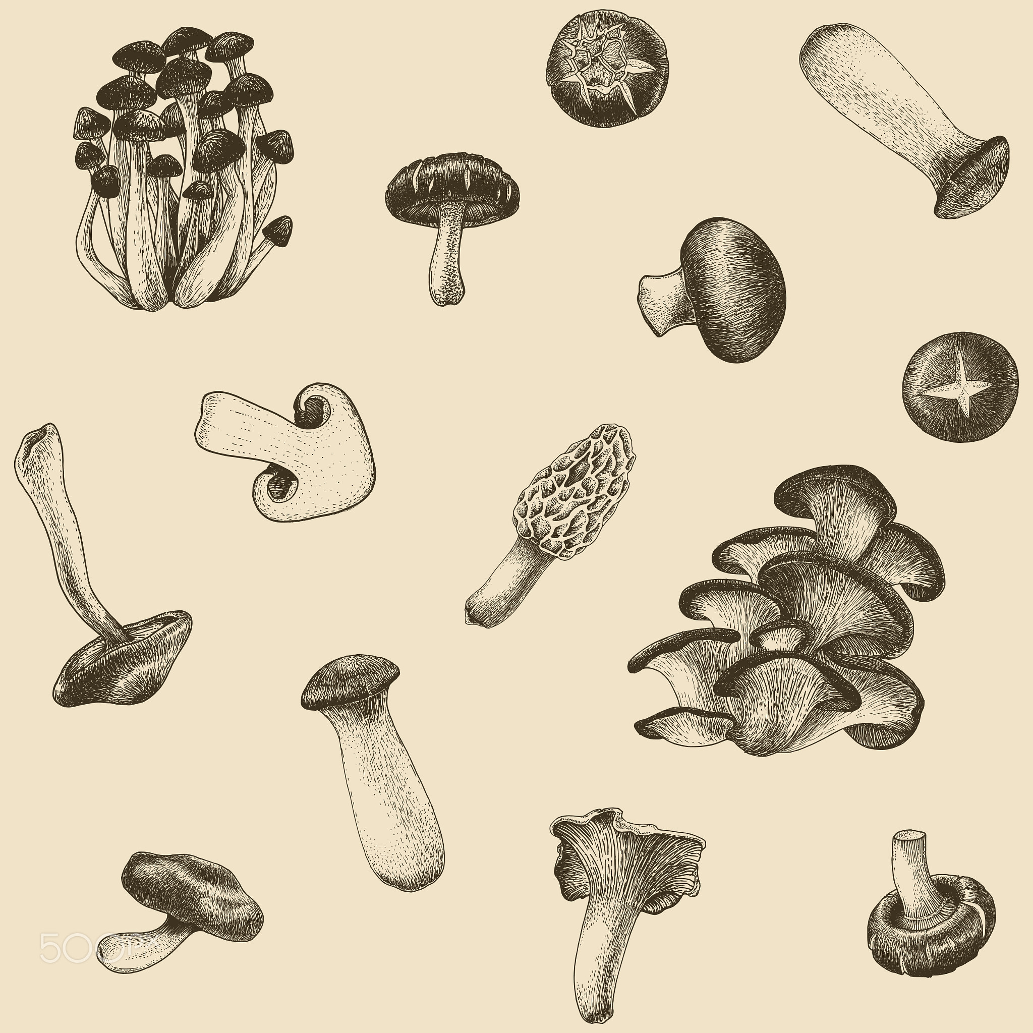 Mushroom vector set hand drawing