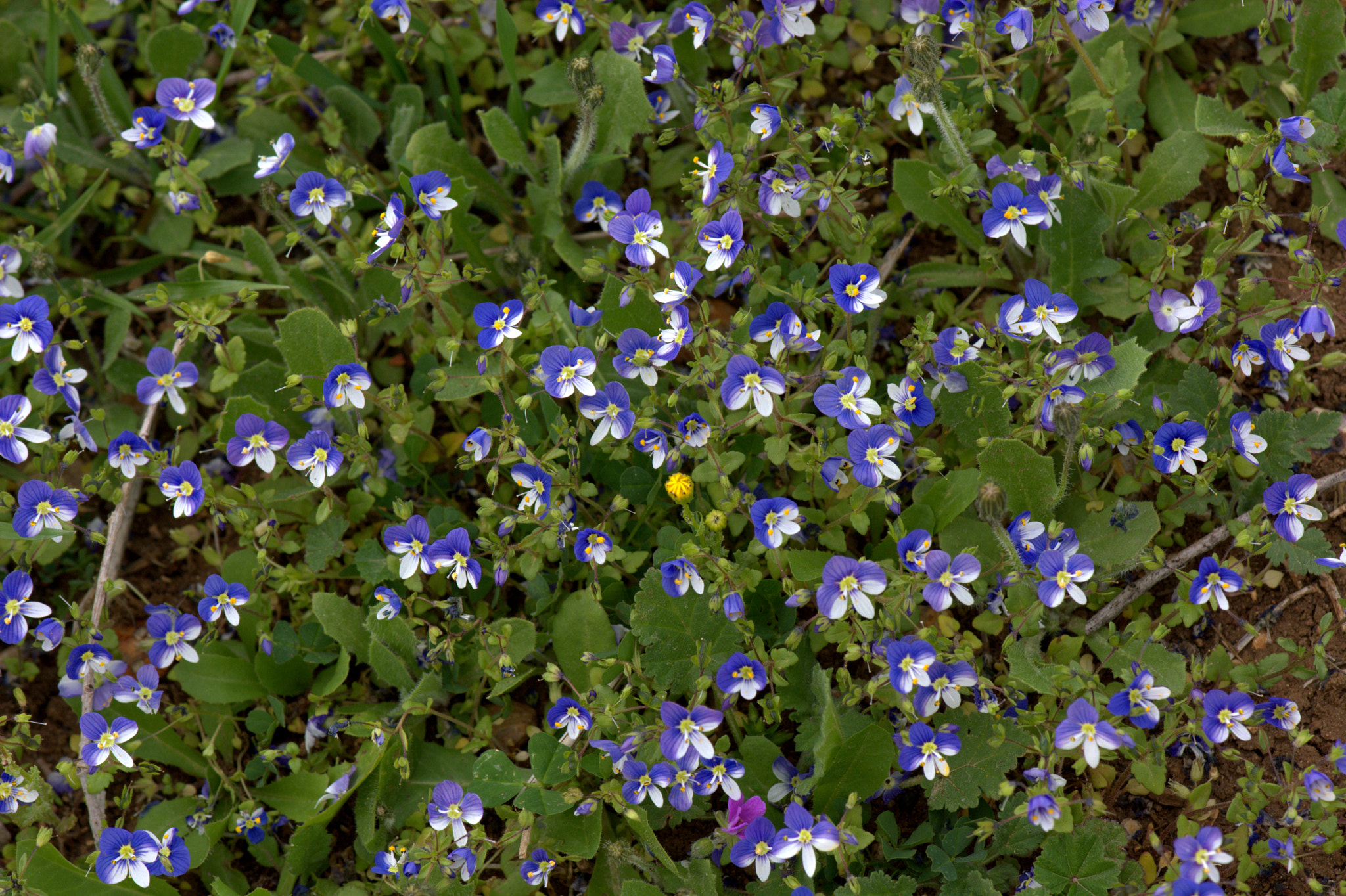 Nikon AF-S Micro-Nikkor 105mm F2.8G IF-ED VR sample photo. Flora photography