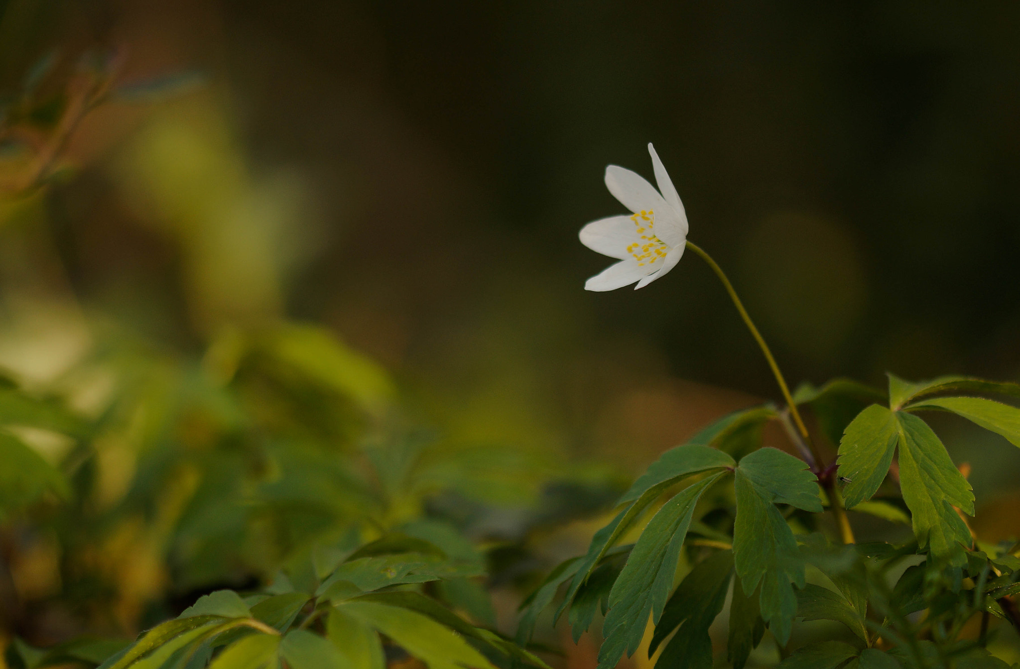 Sony SLT-A58 + 105mm F2.8 sample photo. Anémone photography