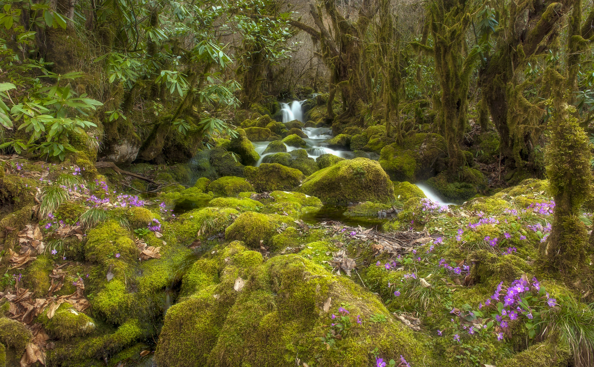 Nikon D3 sample photo. Little stream... photography
