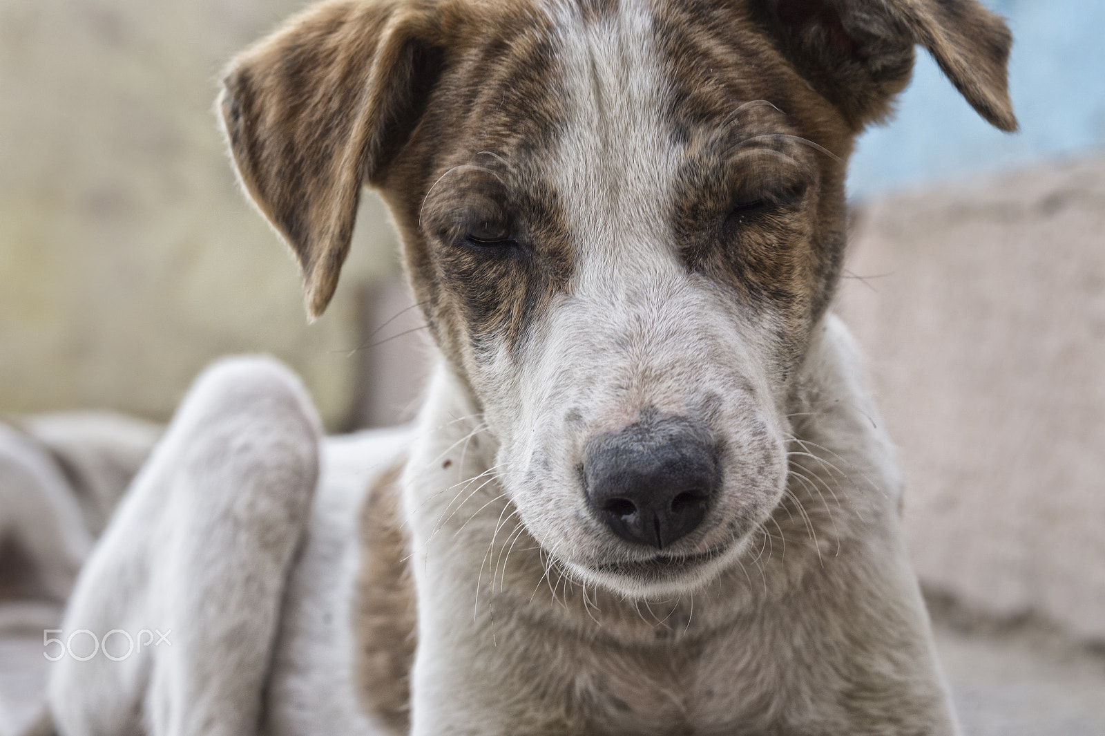 Sony Alpha a5000 (ILCE 5000) + E 60mm F2.8 sample photo. India dogs 3 photography