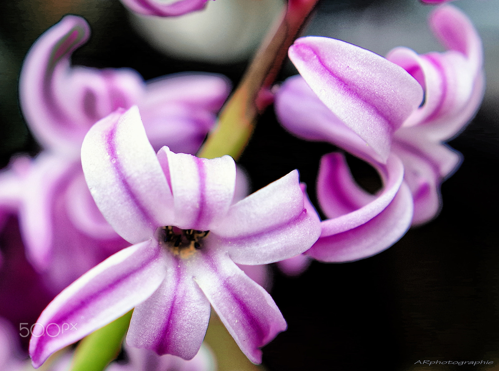 Pentax KP + Sigma 18-35mm F1.8 DC HSM Art sample photo. Fleurs photography