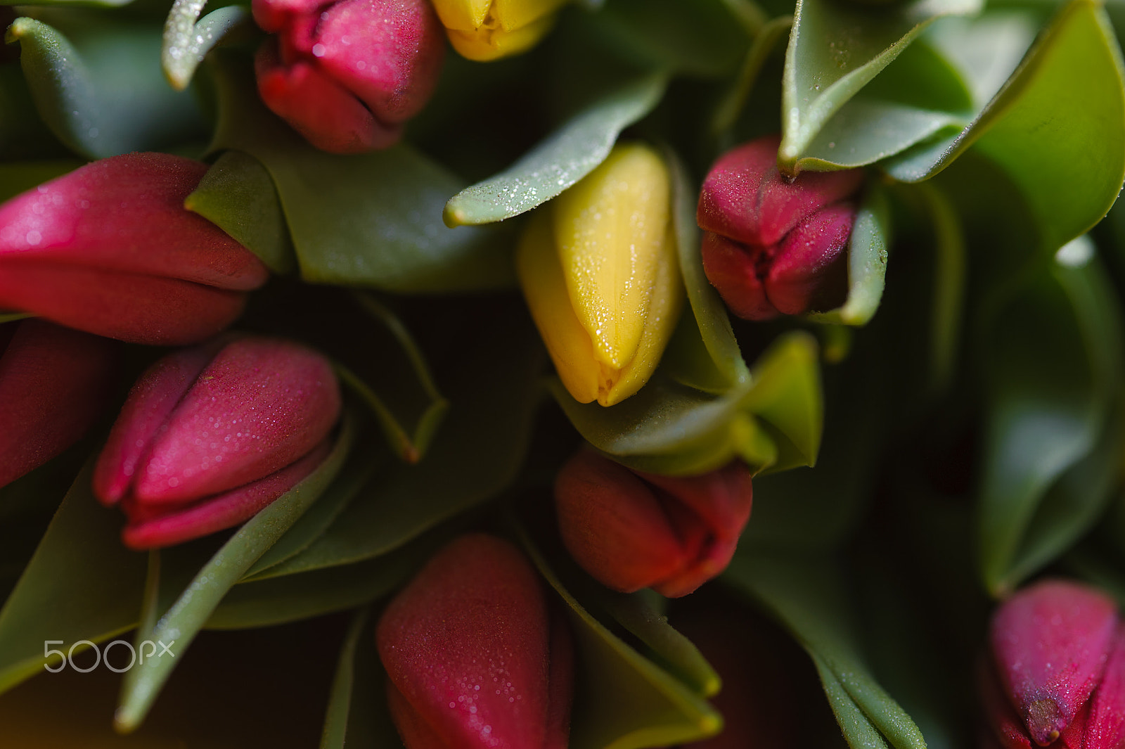 Nikon D700 + AF Micro-Nikkor 105mm f/2.8 sample photo. Red and yellow fresh tulips, closeup photography