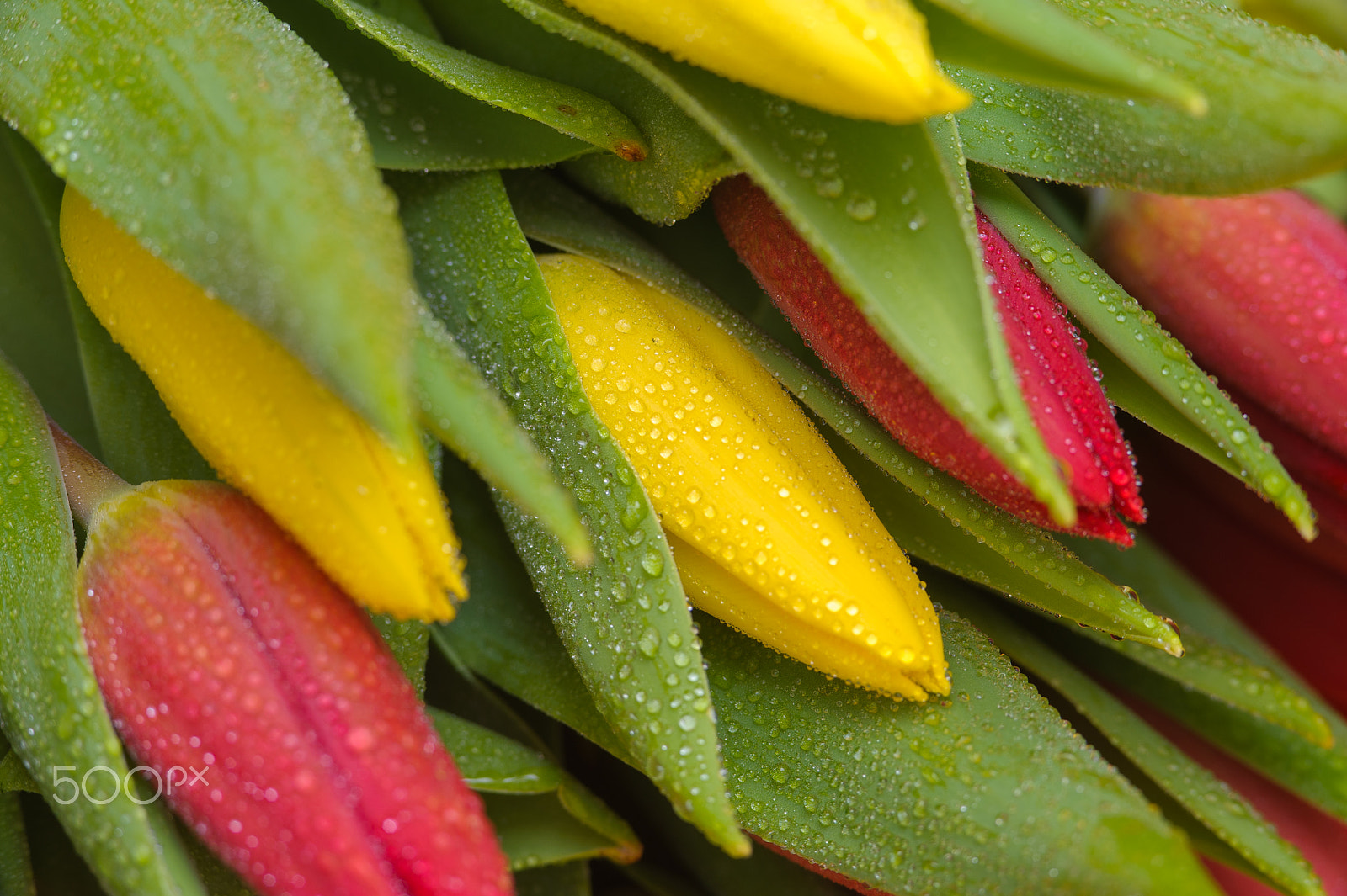 Nikon D700 sample photo. Red and yellow fresh tulip with water drops photography