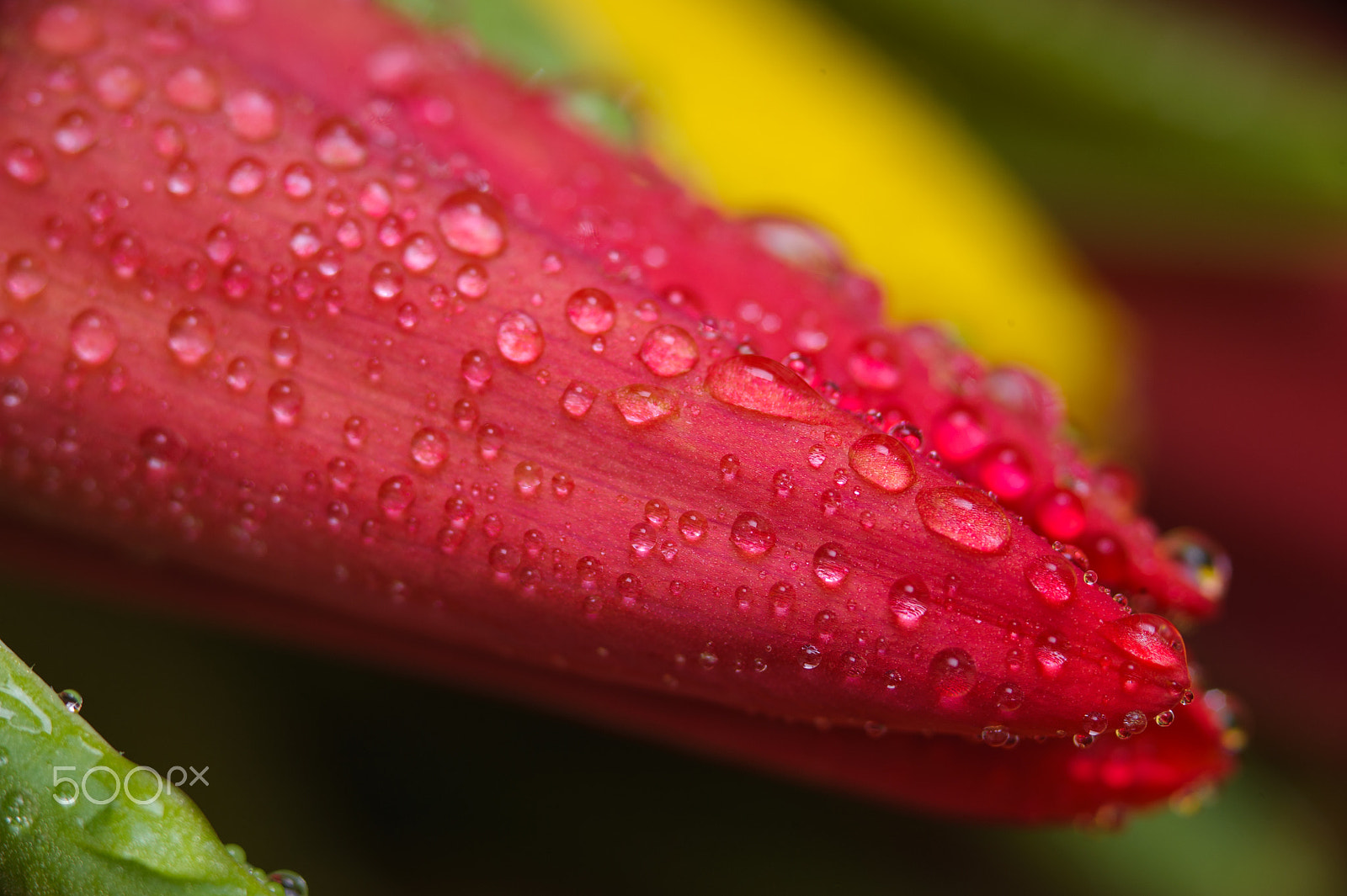 AF Micro-Nikkor 105mm f/2.8 sample photo. Beautiful red tulip with water drops, macro. photography