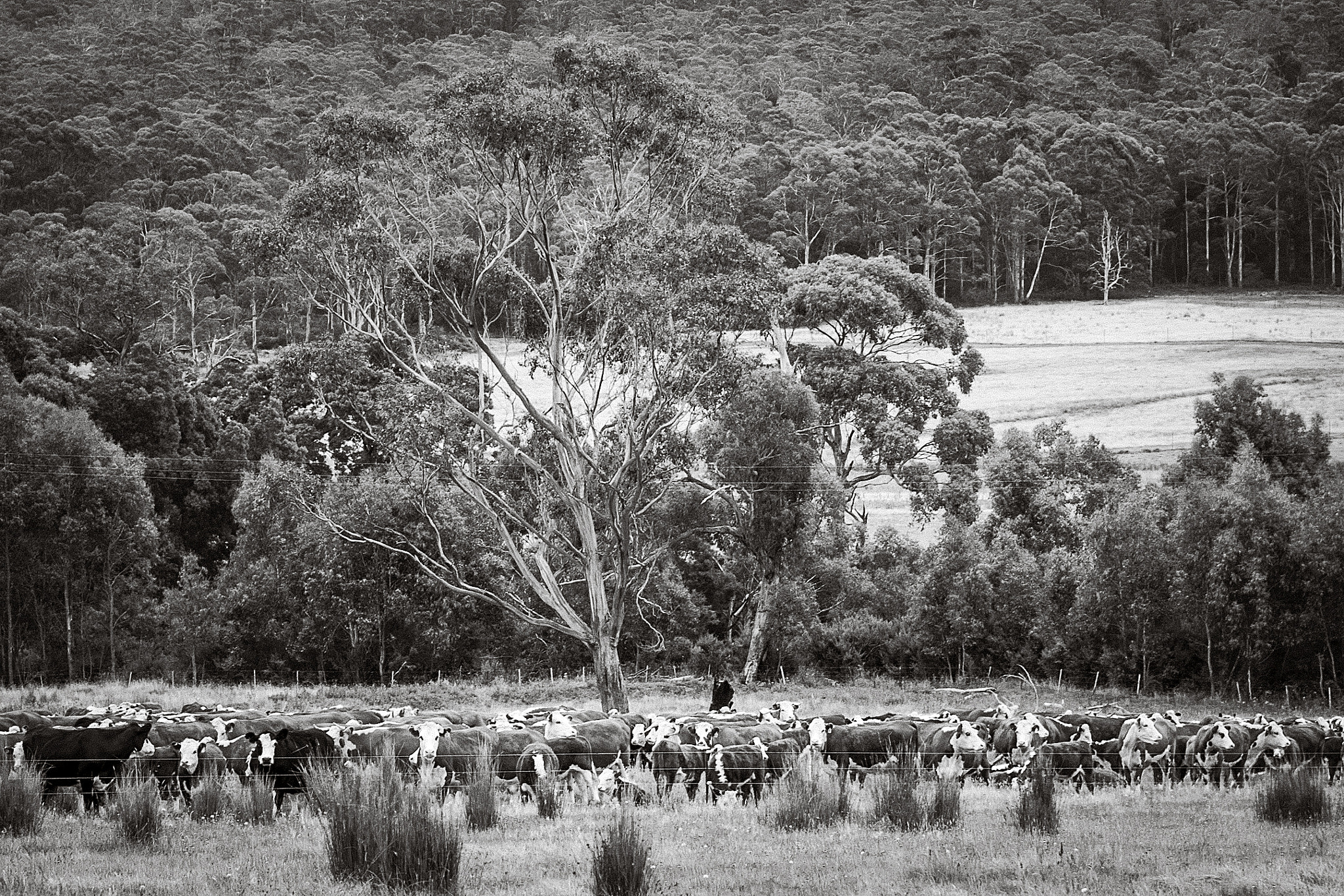 Canon EOS D30 + Canon EF 28-105mm f/3.5-4.5 USM sample photo. Cattle in the bush photography