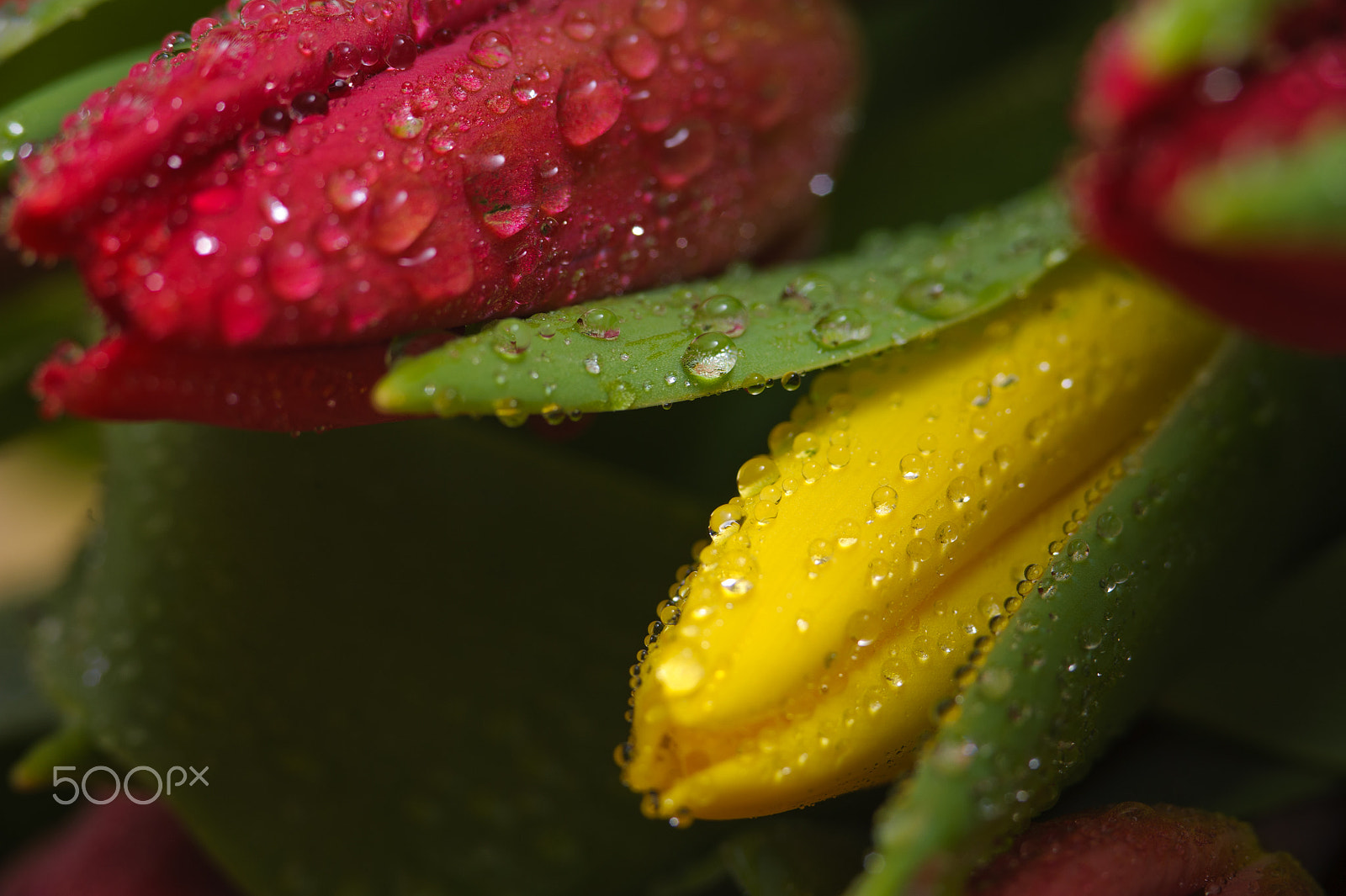 Nikon D700 + AF Micro-Nikkor 105mm f/2.8 sample photo. Red and yellow fresh tulips with water drops photography