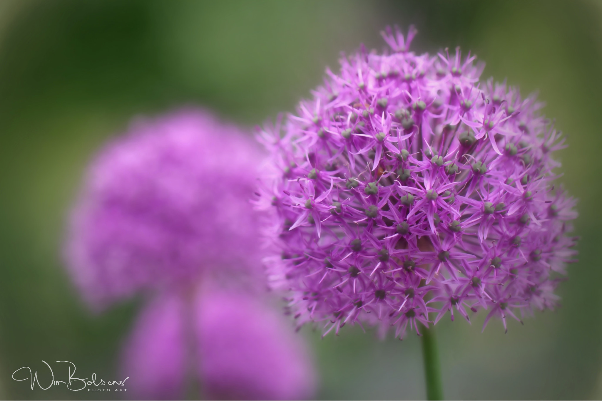 Canon EF 100mm F2.8L Macro IS USM sample photo. Purple sensation photography