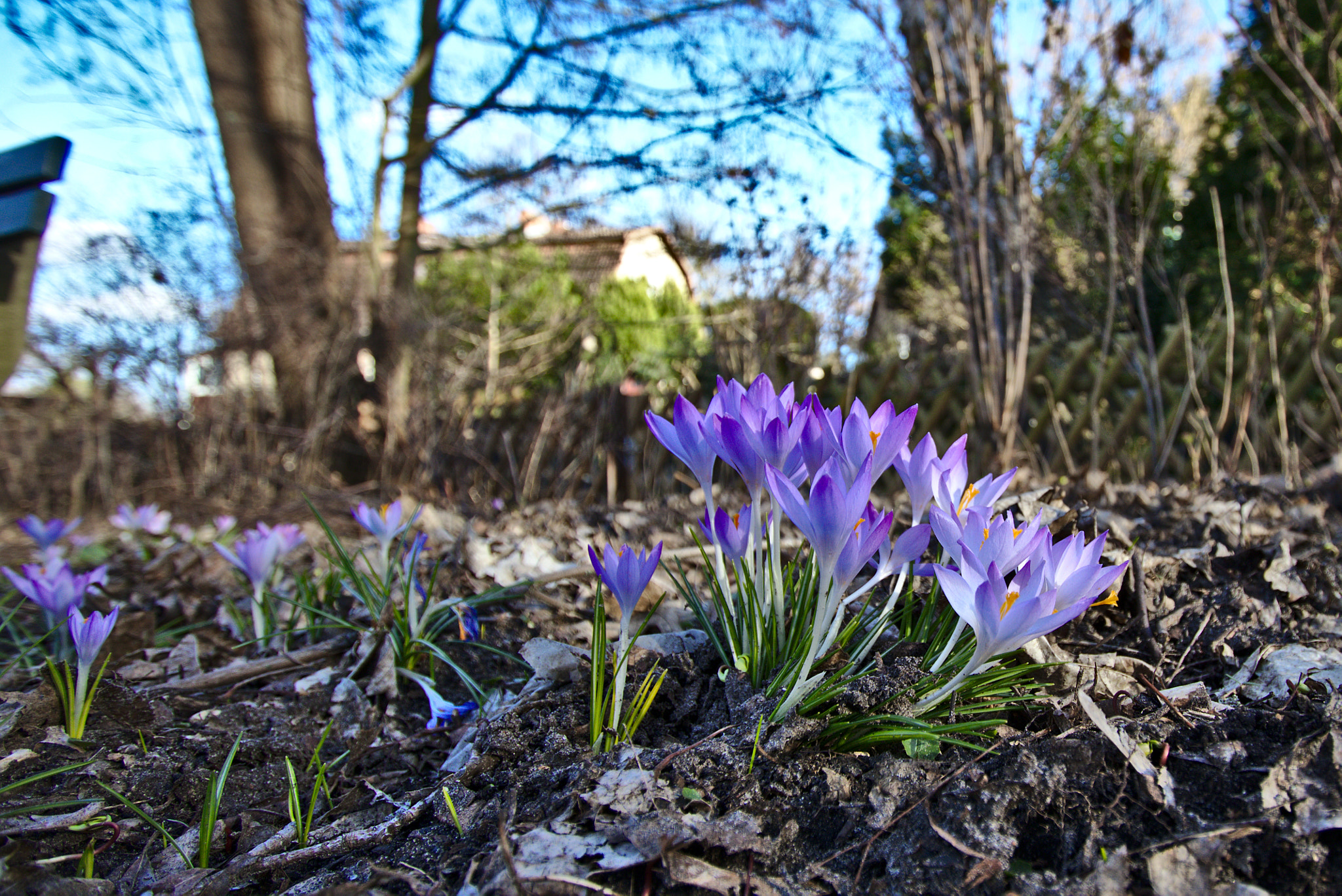 Canon EF-S 10-22mm F3.5-4.5 USM sample photo. Crocus flowers photography