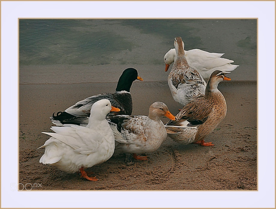 Nikon D5000 sample photo. ** photography