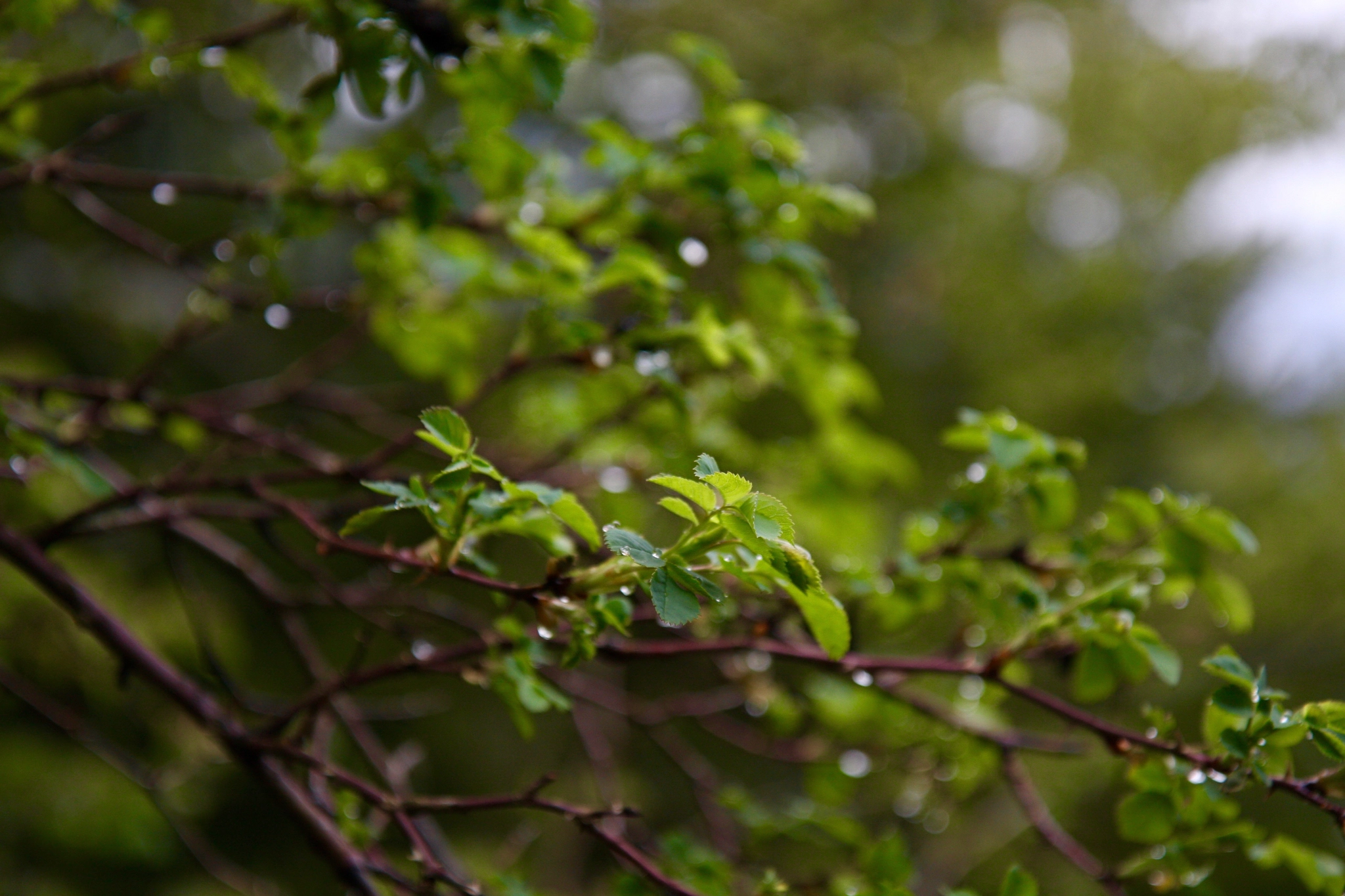Canon EF-S 17-55mm F2.8 IS USM sample photo. Just a couple of leafs. photography