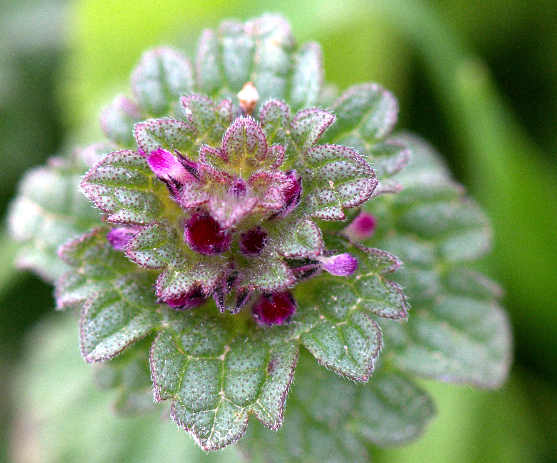 Nikon AF-S Micro-Nikkor 105mm F2.8G IF-ED VR sample photo. Emerald photography