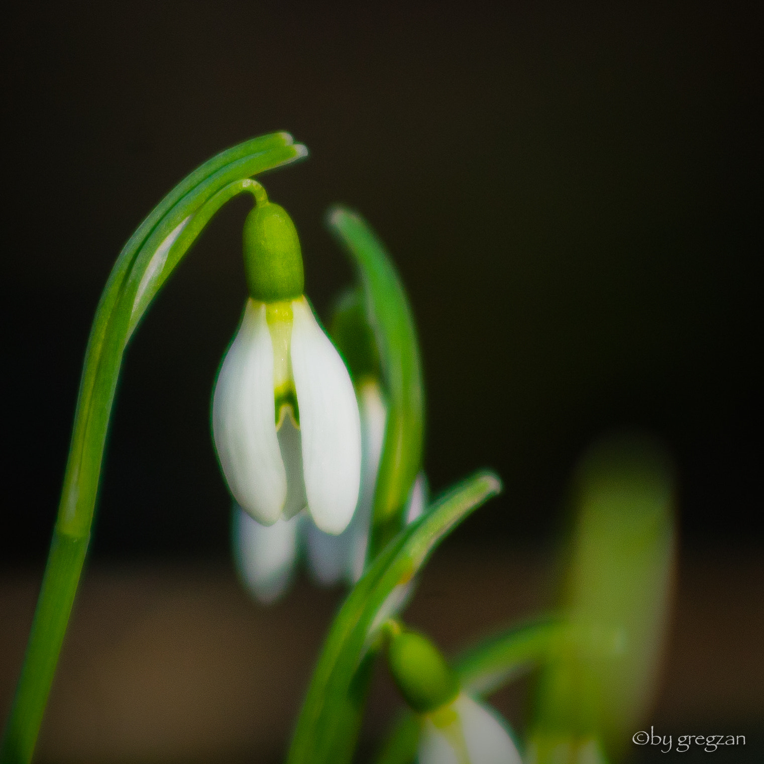 Canon EOS 1100D (EOS Rebel T3 / EOS Kiss X50) + EF75-300mm f/4-5.6 sample photo. Perce-neiges photography
