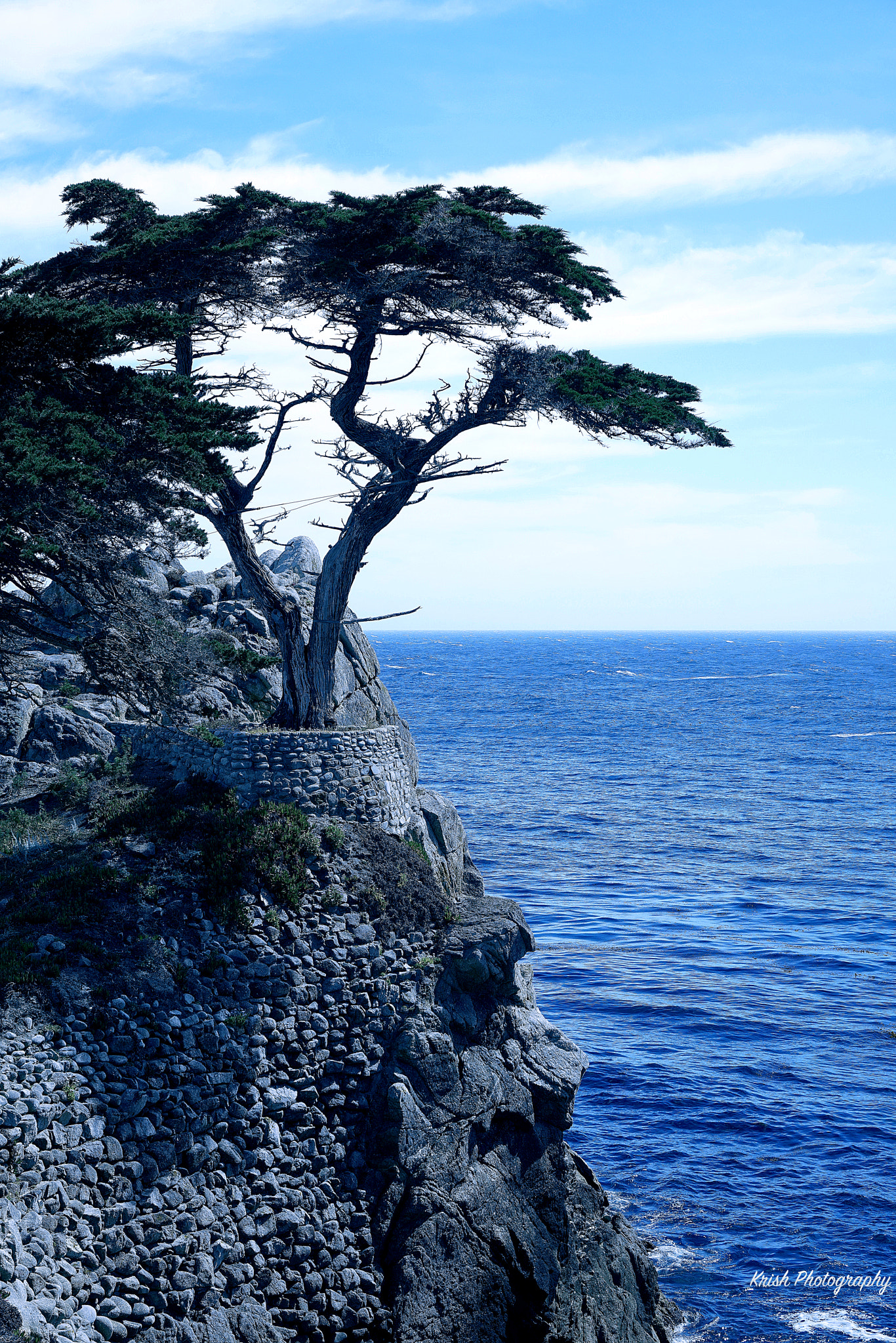 Sony Vario Tessar T* FE 24-70mm F4 ZA OSS sample photo. Lone cypress photography