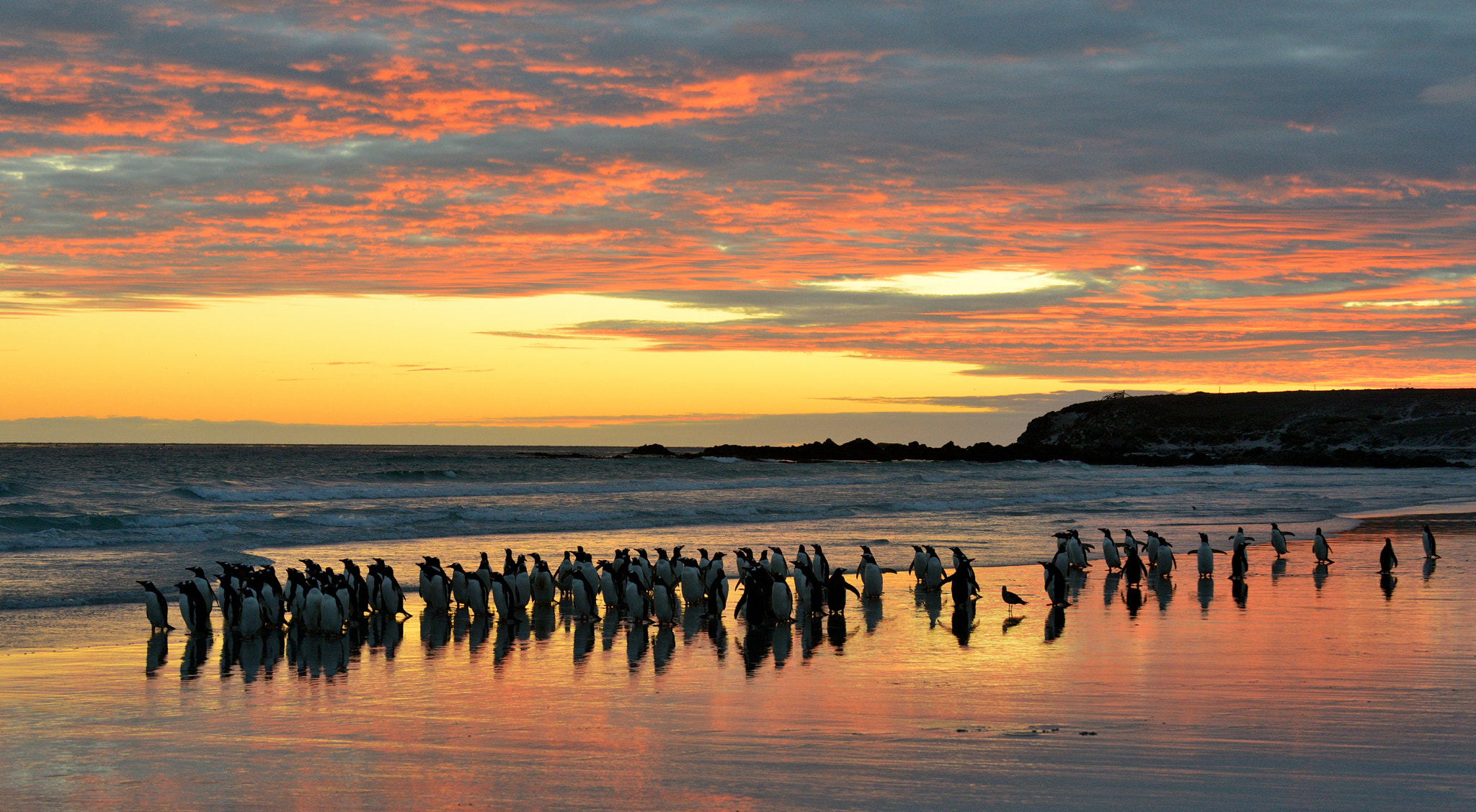 Nikon D800 sample photo. Gentoo penguins photography