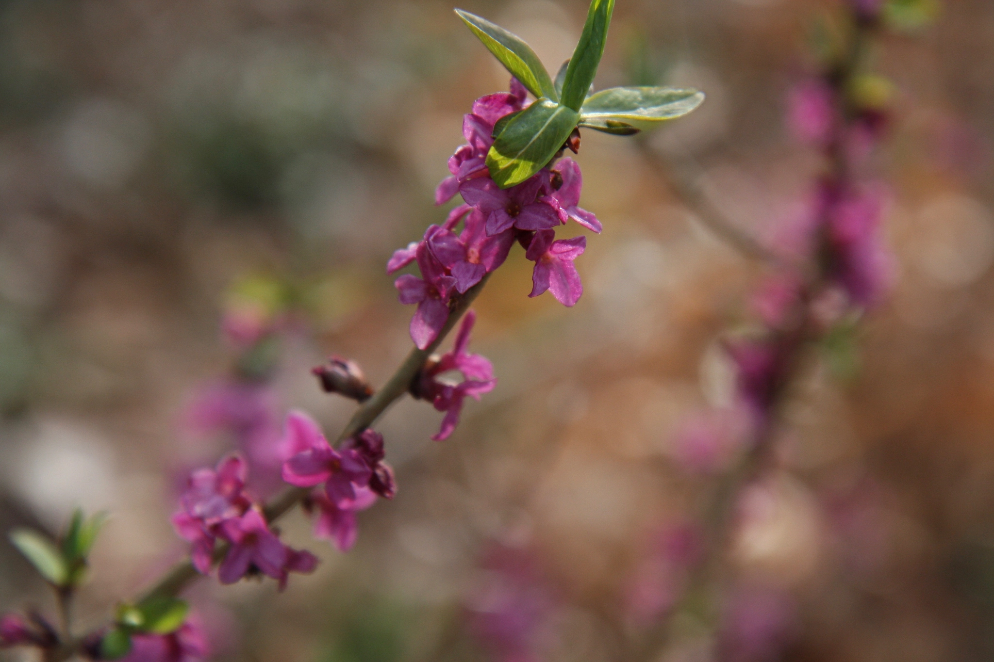 Canon EF-S 17-55mm F2.8 IS USM sample photo