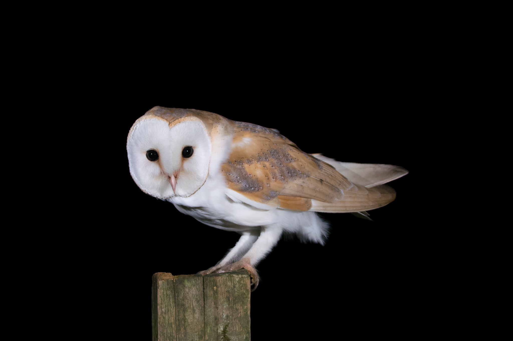 Nikon D3300 + Sigma 150-600mm F5-6.3 DG OS HSM | C sample photo. Barn owl on gate post photography