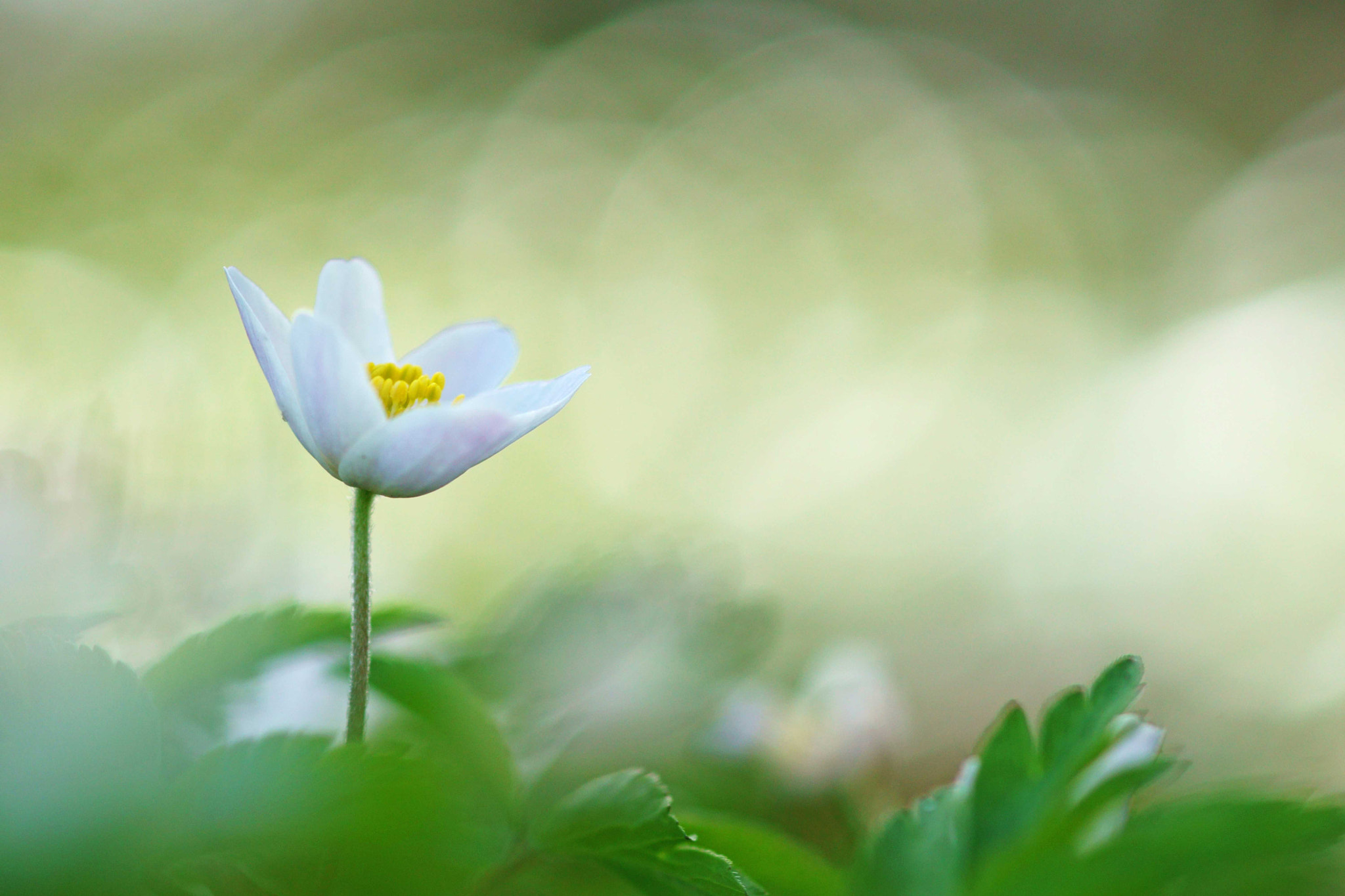 Sony ILCA-77M2 + Tamron SP AF 90mm F2.8 Di Macro sample photo. Catching the light photography