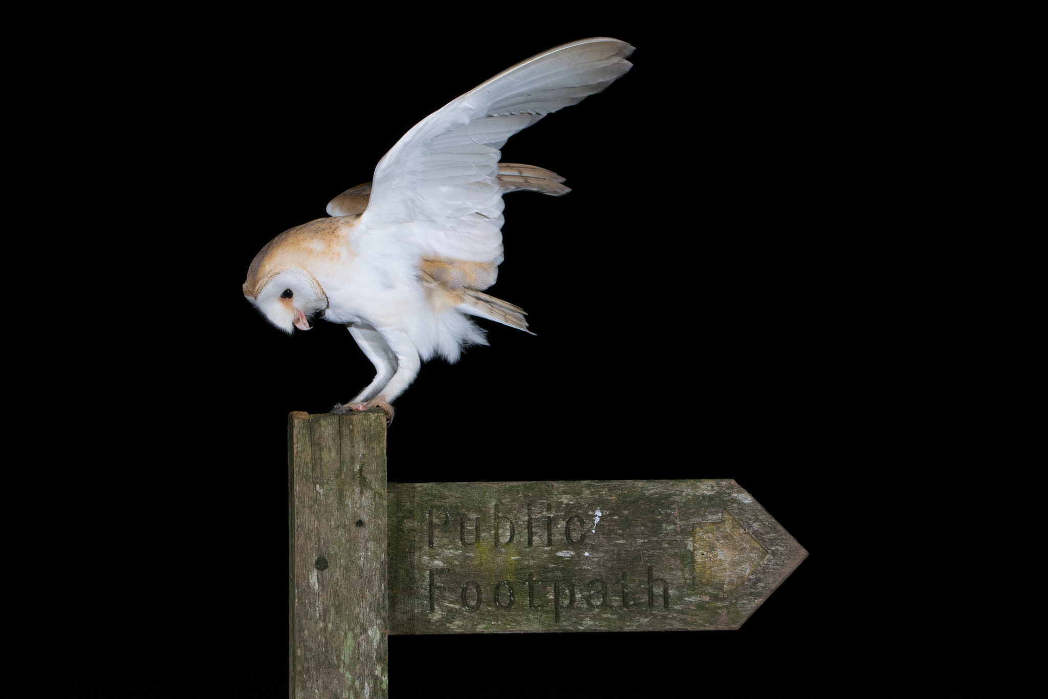 Sigma 150-600mm F5-6.3 DG OS HSM | C sample photo. Barn owl photography