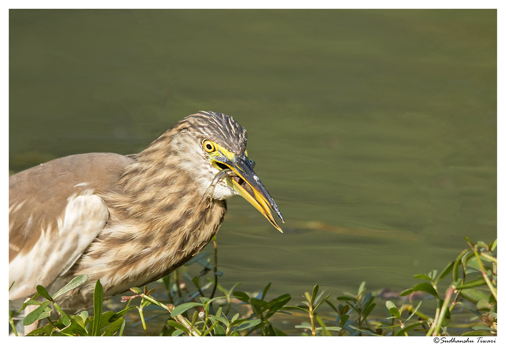 Tamron SP 150-600mm F5-6.3 Di VC USD sample photo. Indian pond heron (ardeola grayii) photography
