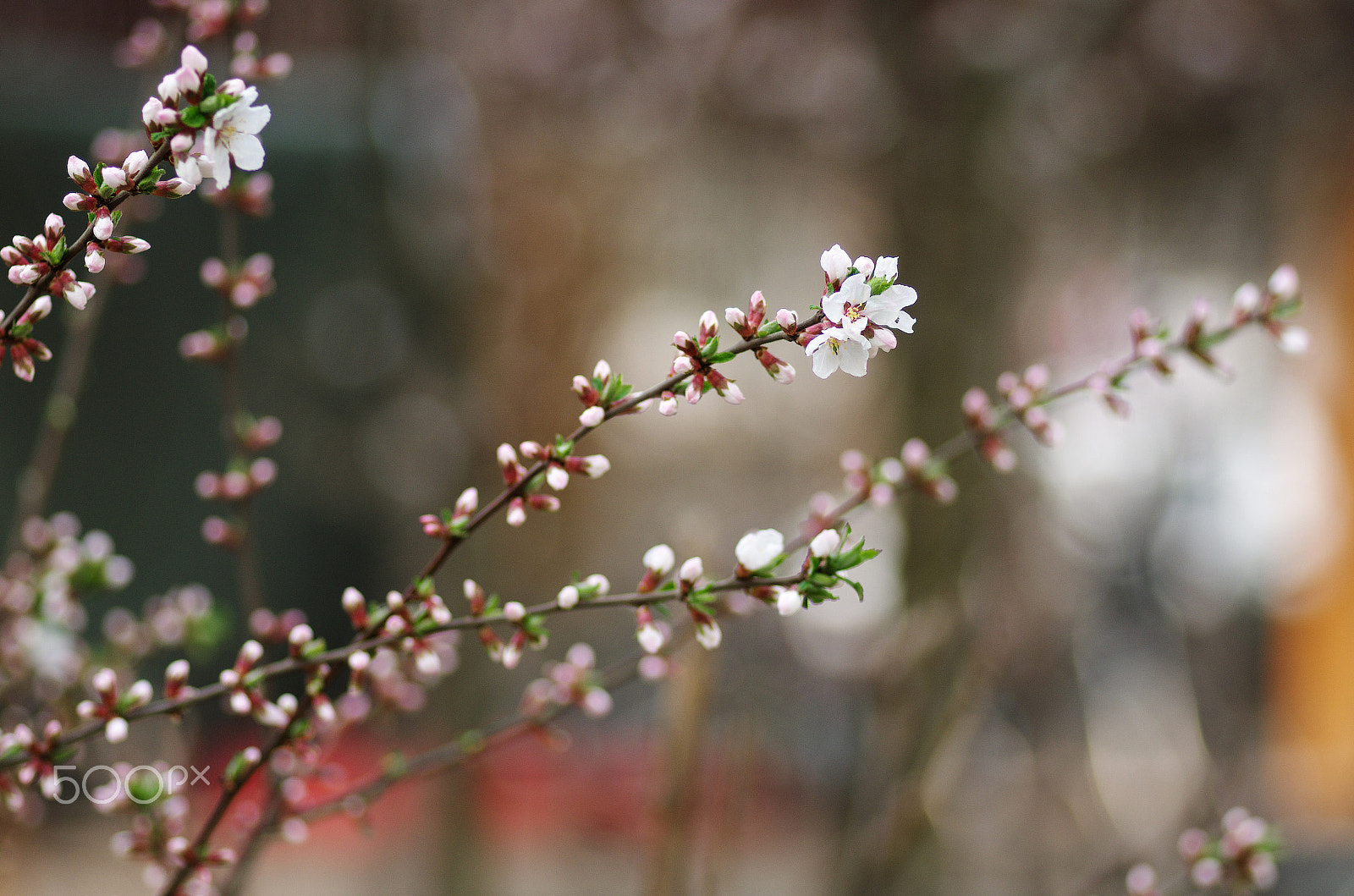 Pentax K-30 + Pentax smc D-FA 100mm F2.8 Macro WR sample photo. Spring apricot photography