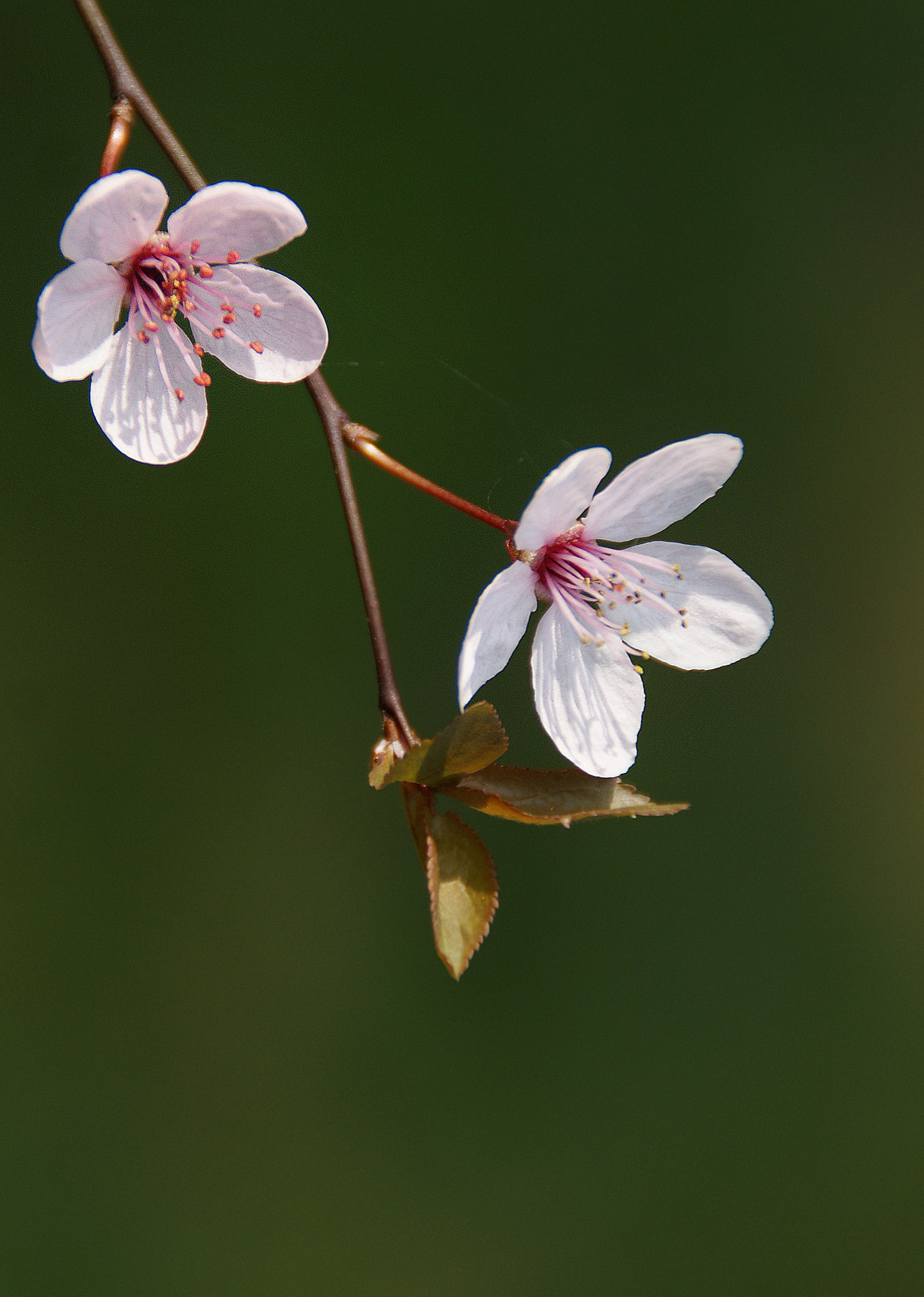 Sony Alpha DSLR-A290 + Sony DT 18-200mm F3.5-6.3 sample photo. ❀   ❀ photography