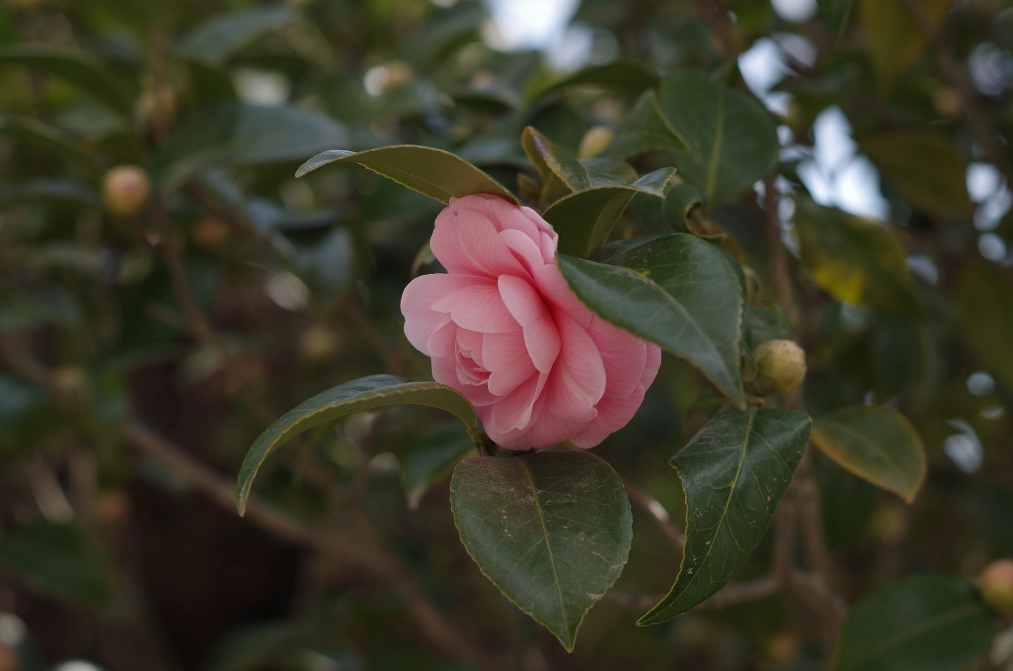 Pentax K-30 + Pentax smc DA 50mm F1.8 sample photo. Harunooto photography