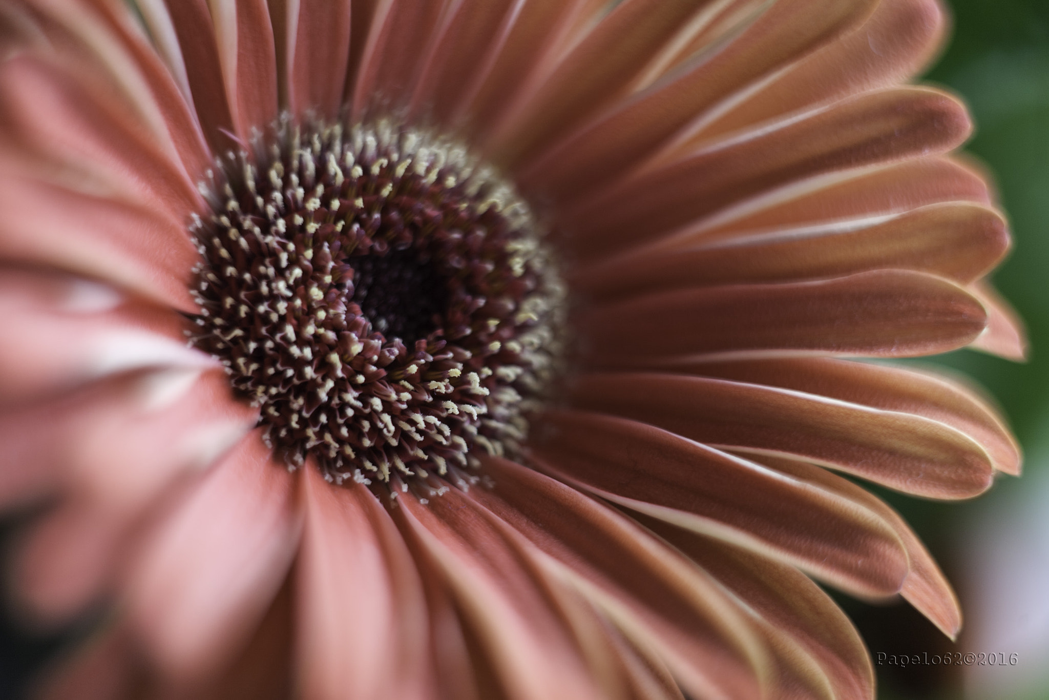 Canon EF 35-80mm f/4-5.6 sample photo. Delicate photography