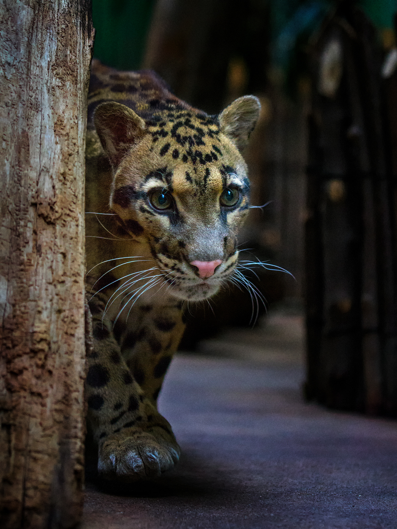 Canon EF 100mm F2.8L Macro IS USM sample photo. Clouded leopard photography