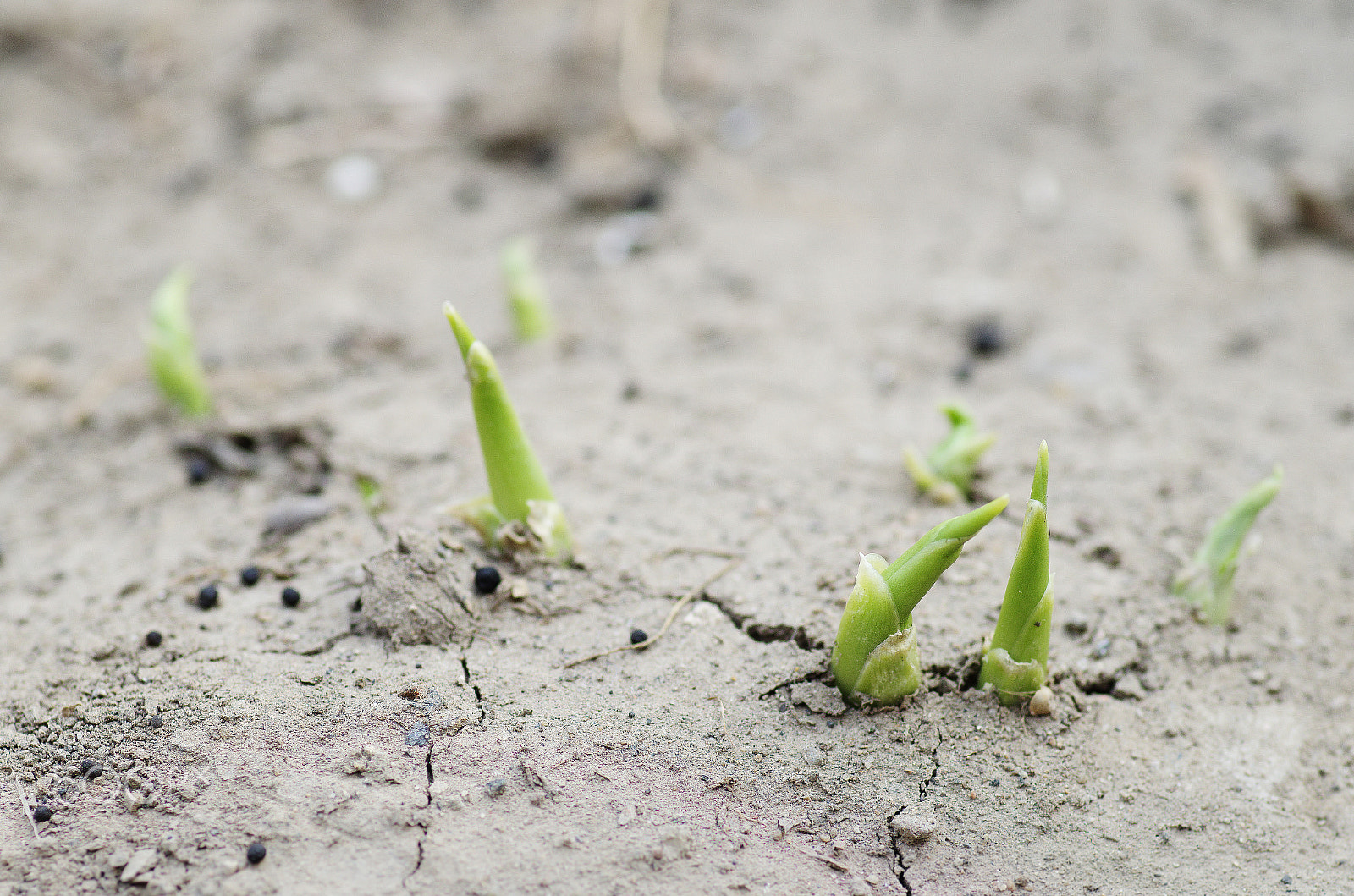 Pentax smc D-FA 100mm F2.8 Macro WR sample photo. The seed germination on dry land photography