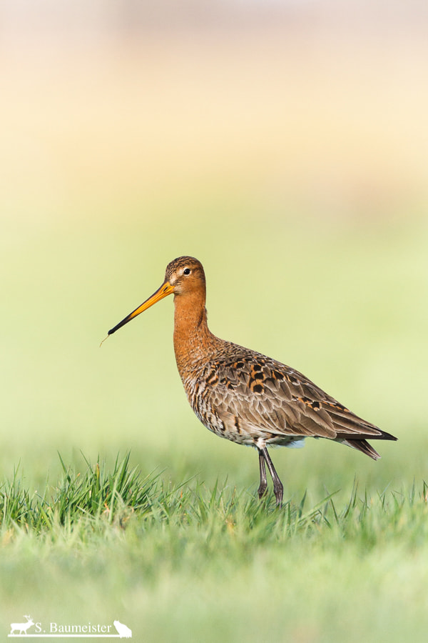 Canon EOS 7D + Canon EF 500mm F4L IS USM sample photo. Black tailed godwit photography