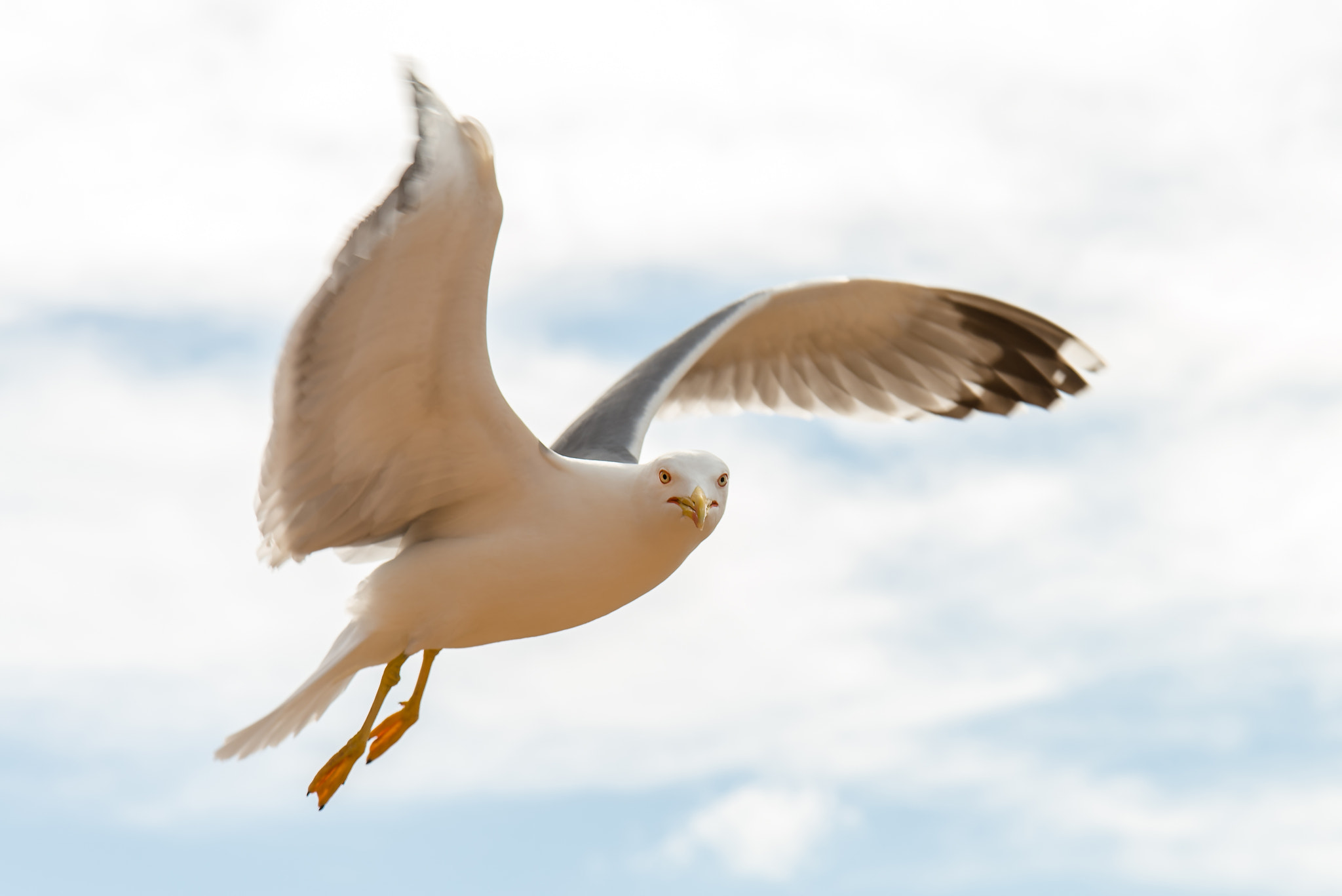 Nikon D600 sample photo. Art of flying photography