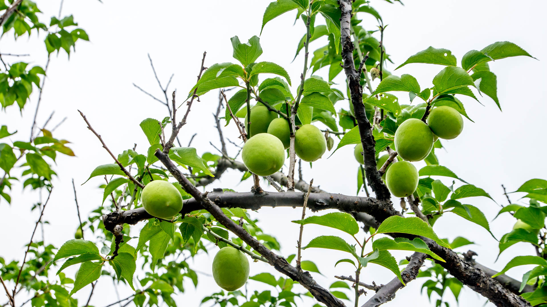 Nikon D7200 sample photo. Plum photography