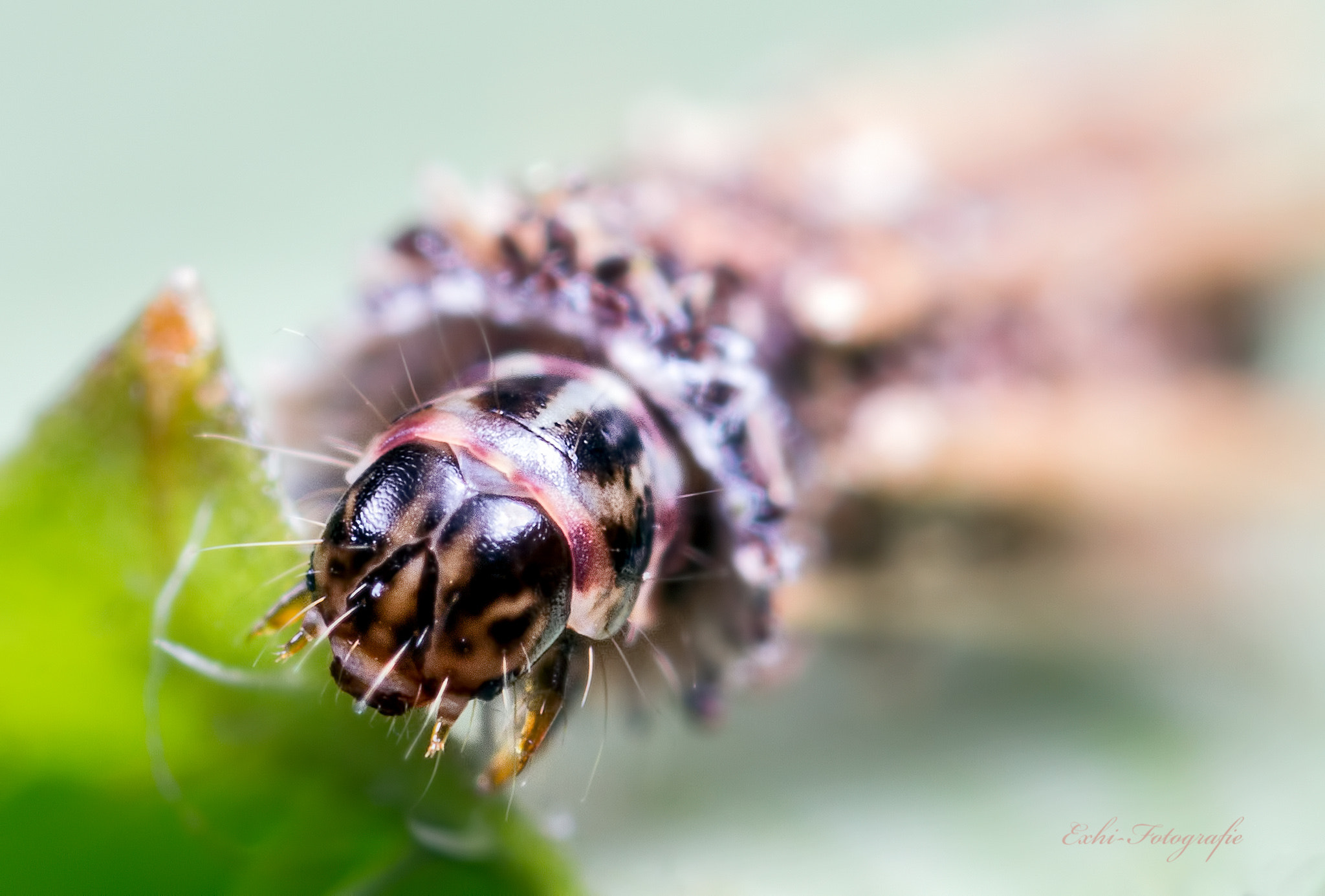 Canon MP-E 65mm F2.5 1-5x Macro Photo sample photo. May fly 1 photography