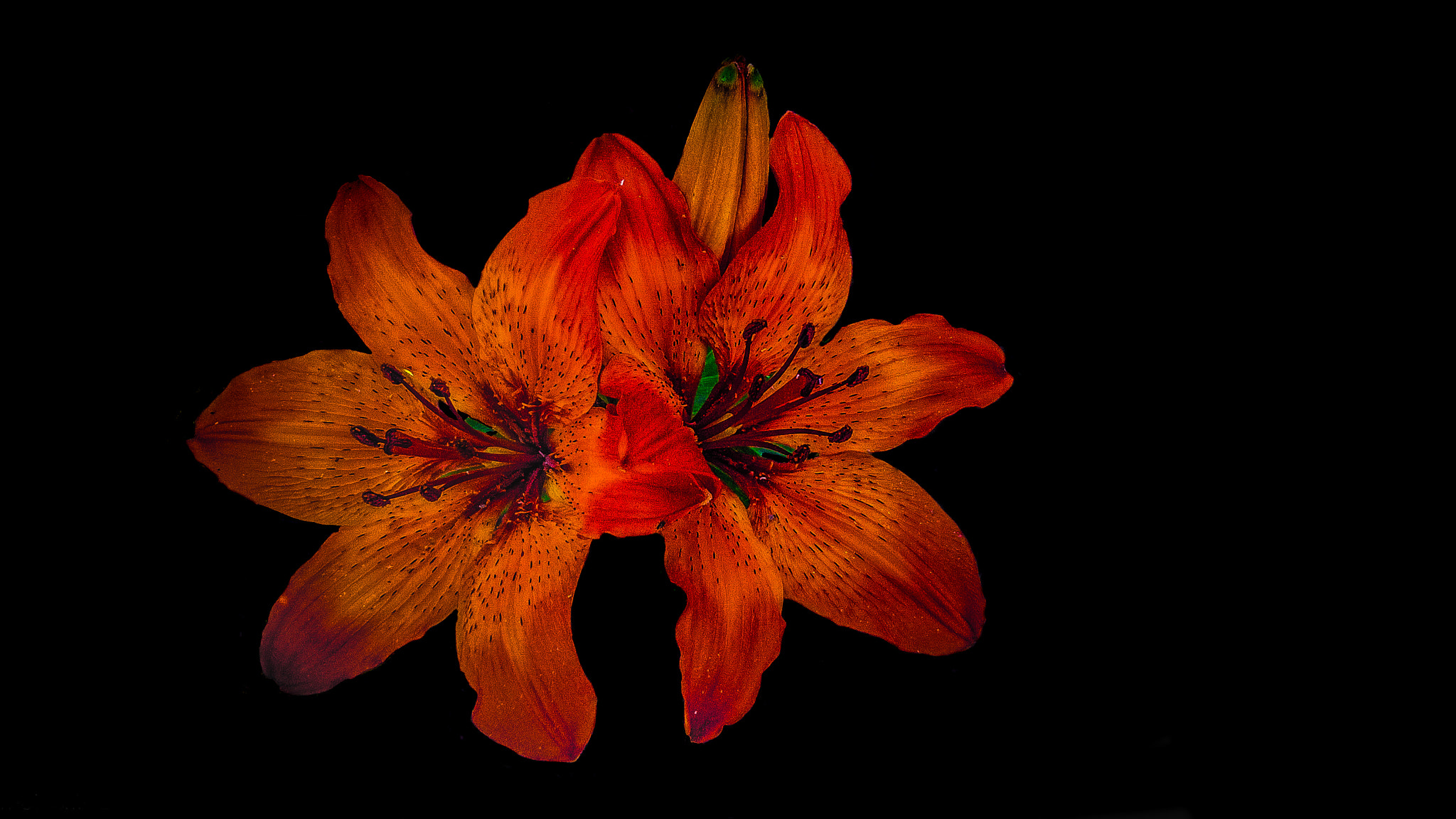 Nokia Lumia 735 sample photo. The flower photography