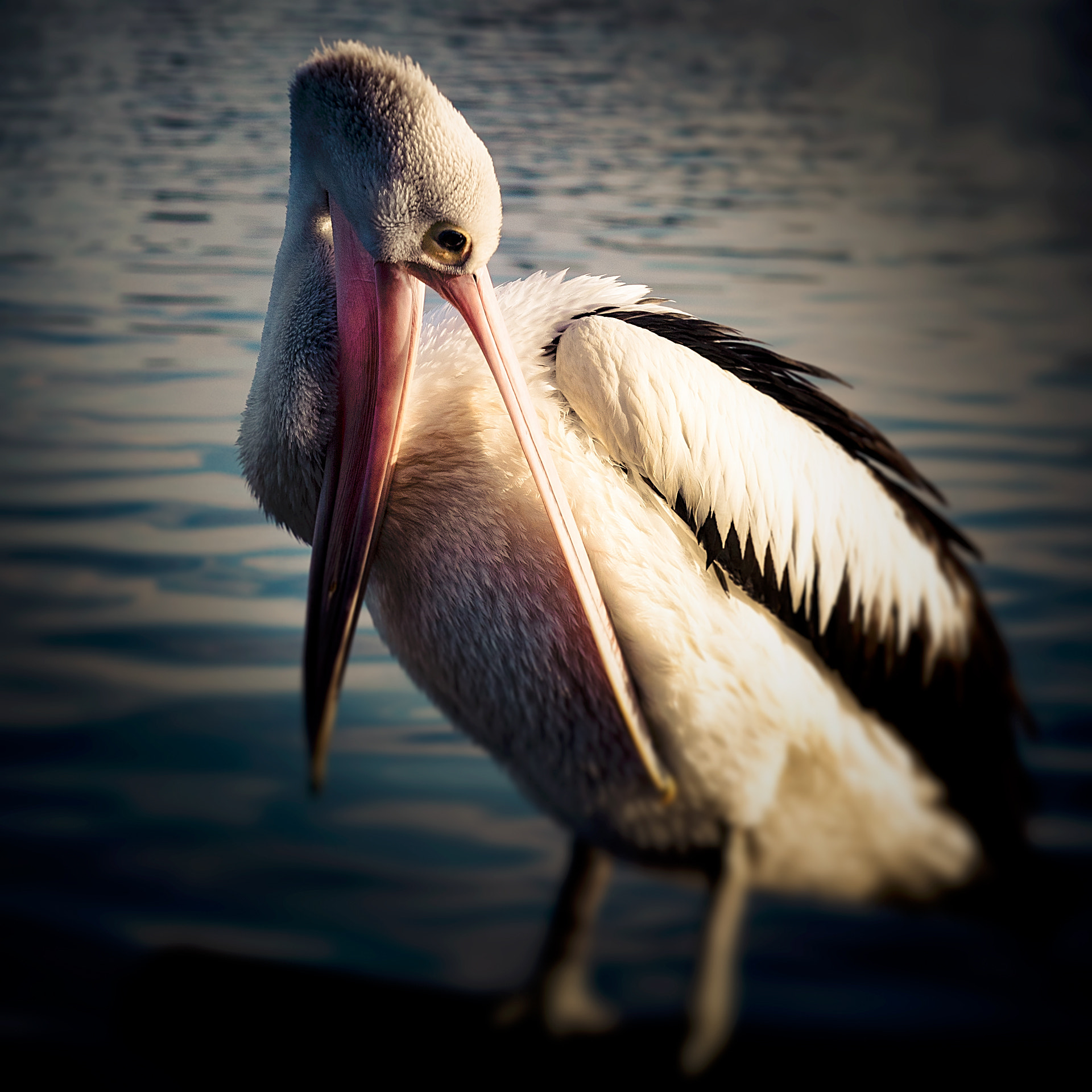 Sony Planar T* 85mm F1.4 ZA sample photo. The open beak photography