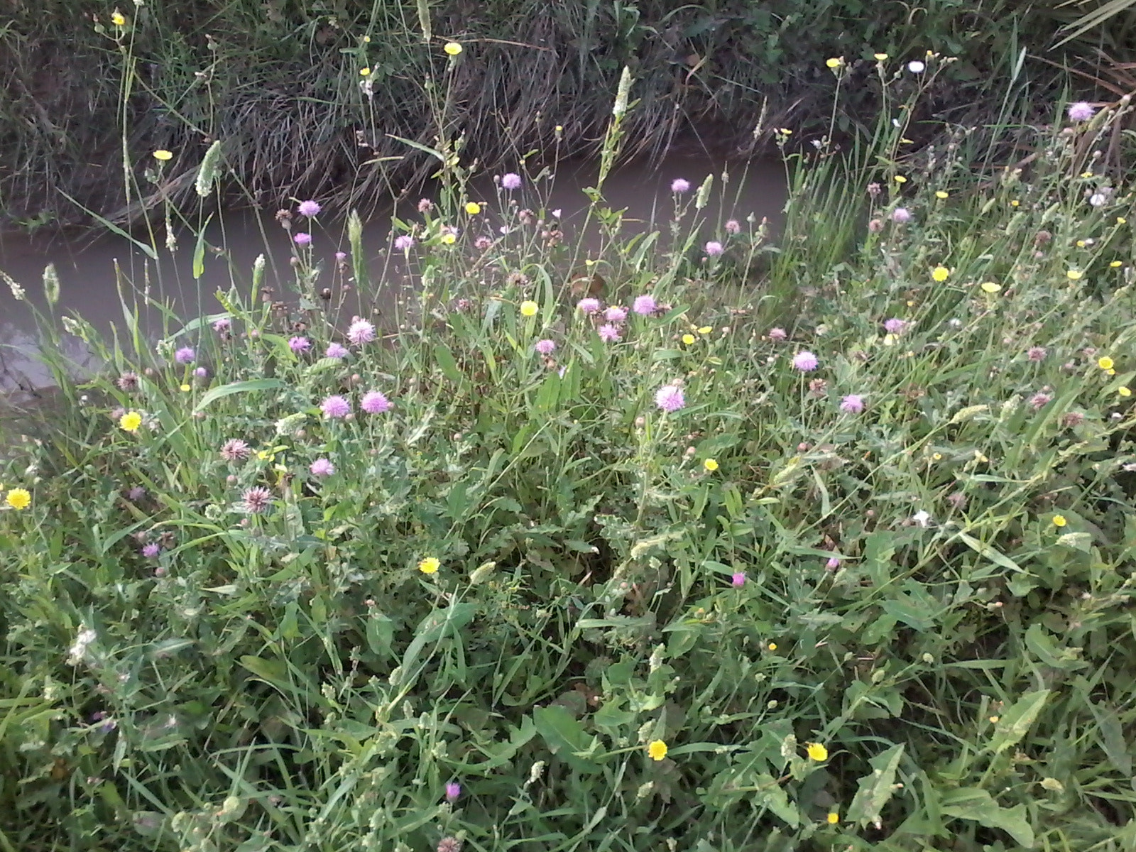 Samsung Galaxy Star Plus sample photo. Wild flowers during spring photography