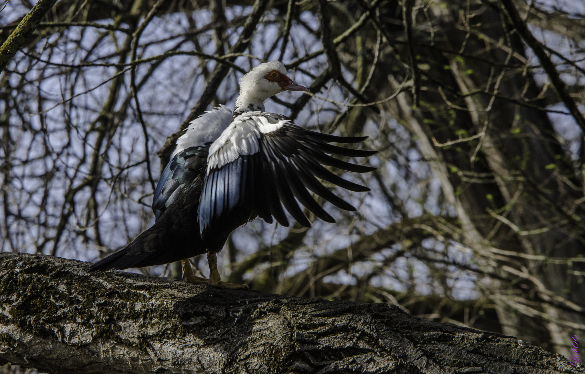 Nikon D7200 + Sigma 70-200mm F2.8 EX DG OS HSM sample photo. Pato árboreo... ;) photography