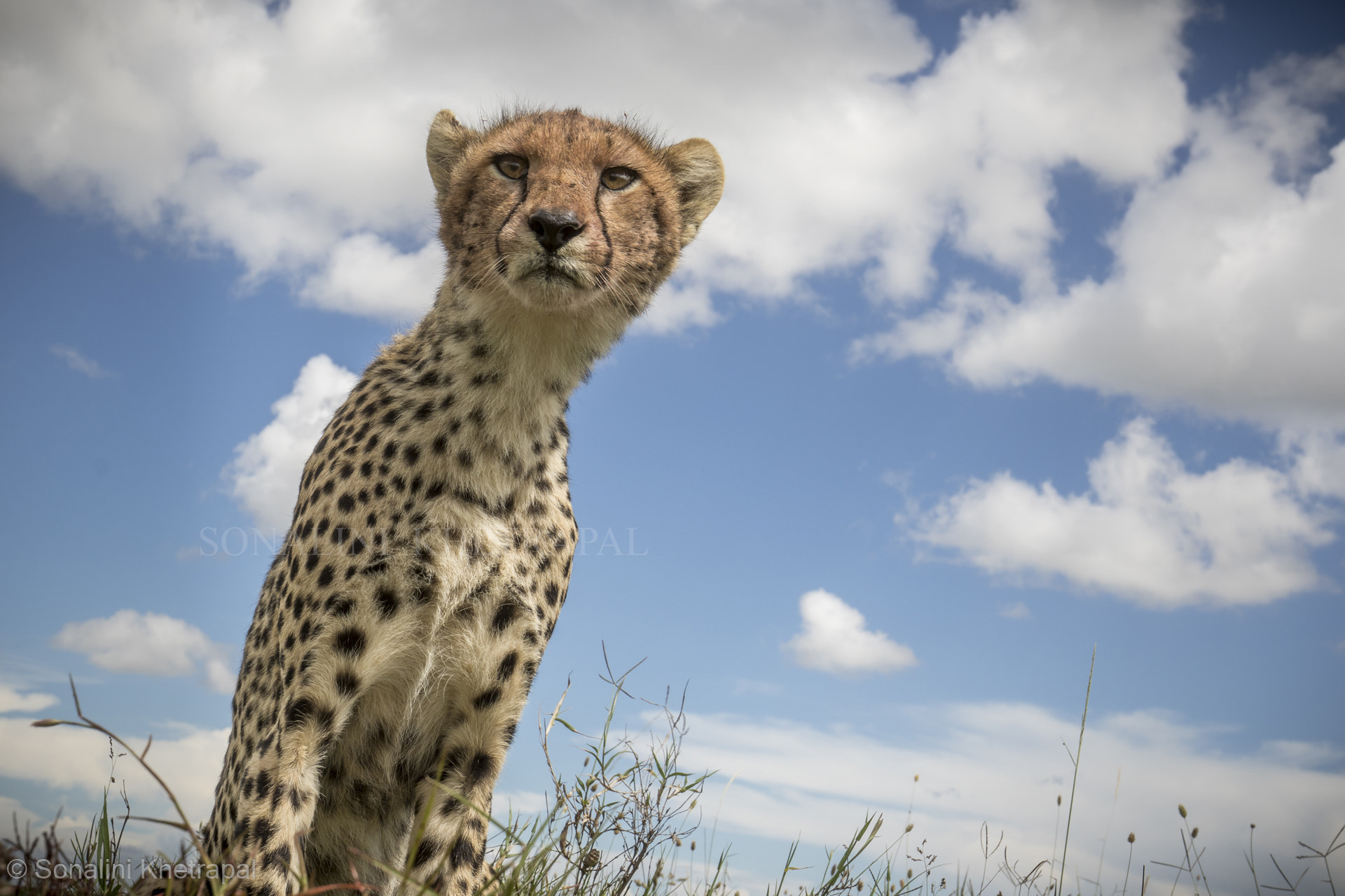 Canon EF 16-35mm F4L IS USM sample photo. The curious cat photography