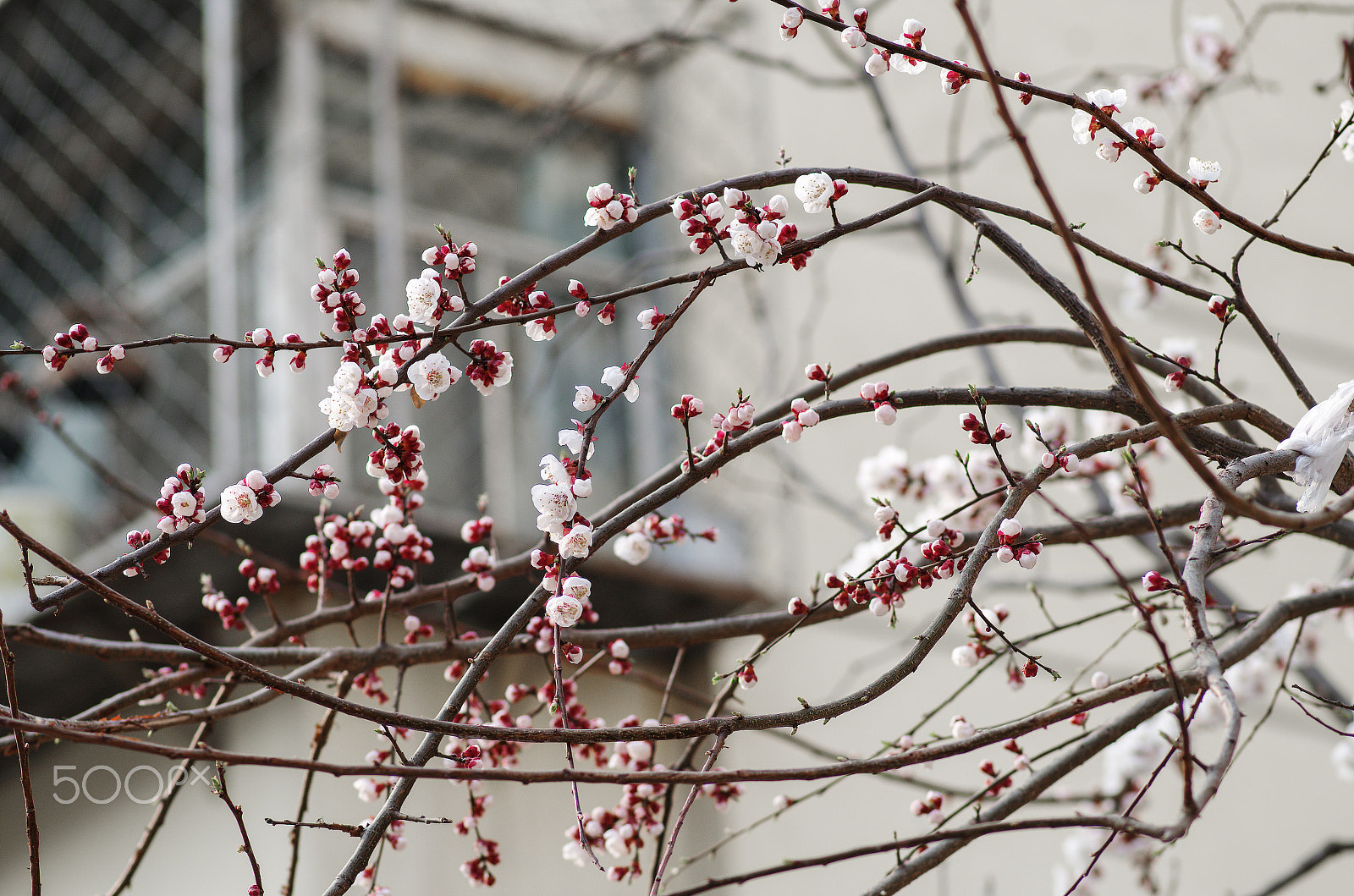 Pentax smc D-FA 100mm F2.8 Macro WR sample photo. Spring apricot photography