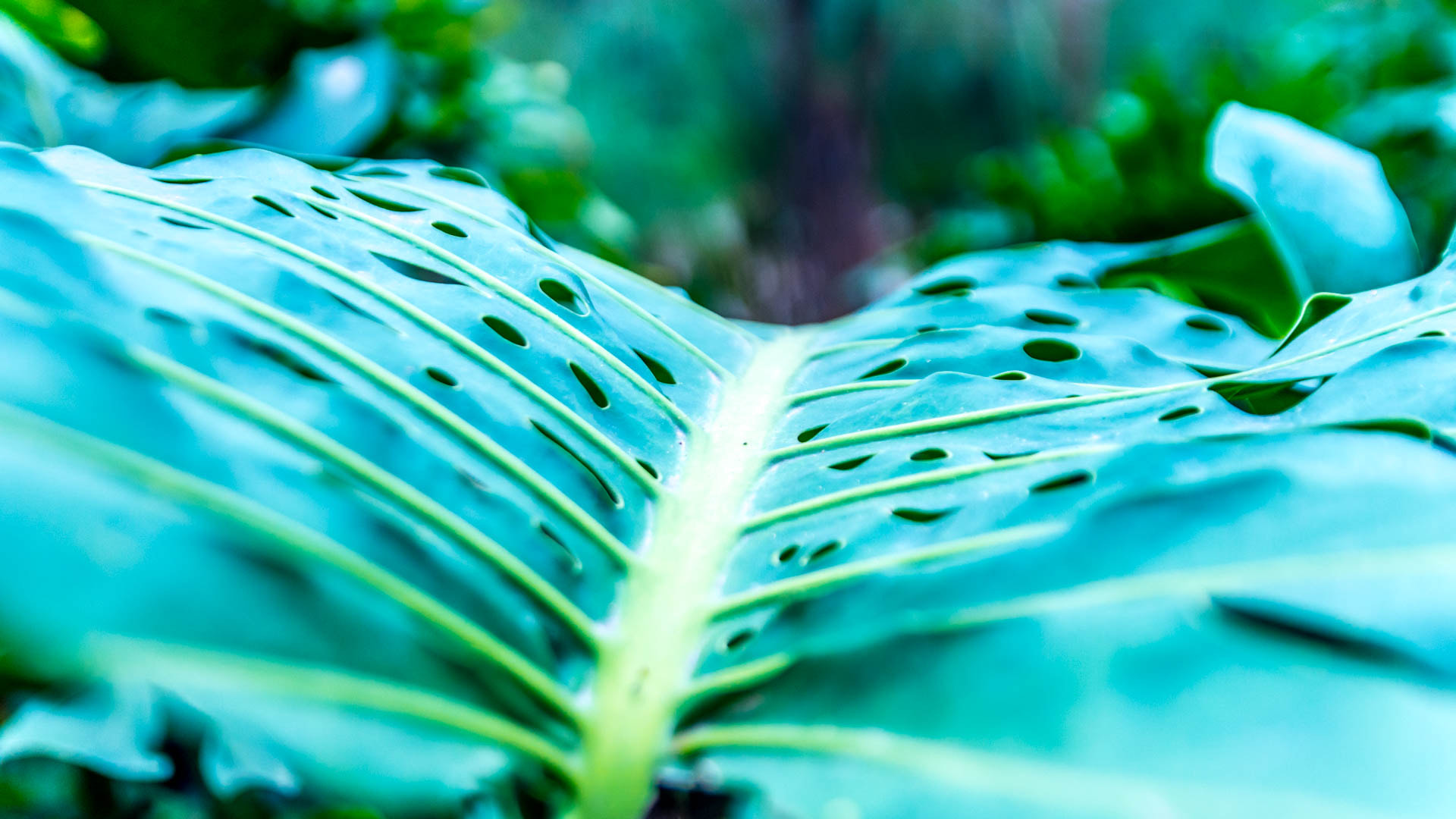 Nikon D7200 sample photo. Unknown huge leaves photography