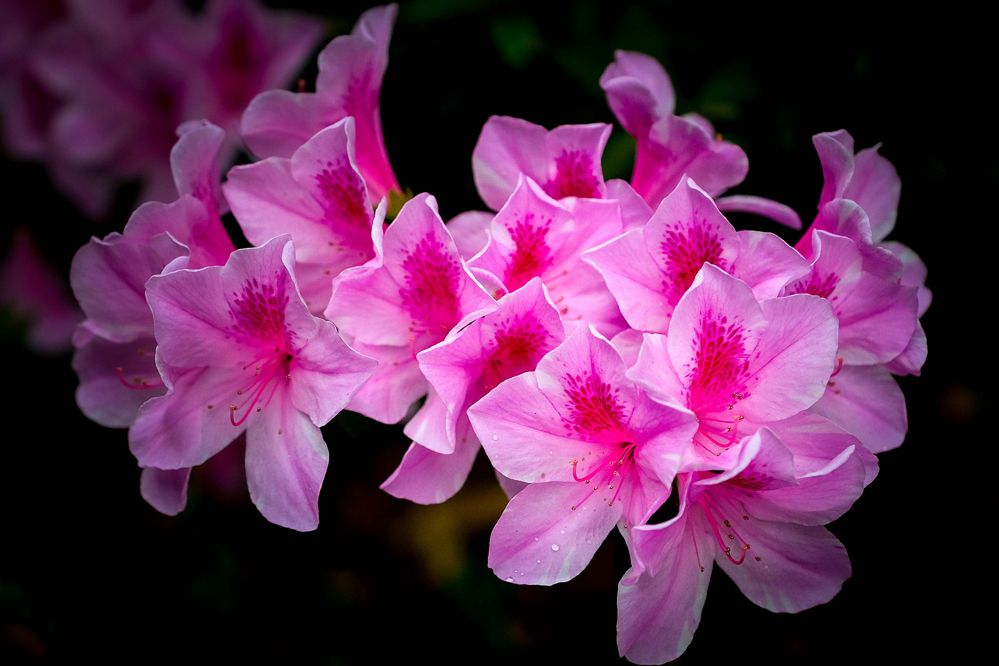 Fujifilm X-Pro2 + Fujifilm XF 16-55mm F2.8 R LM WR sample photo. 春暖花开 photography